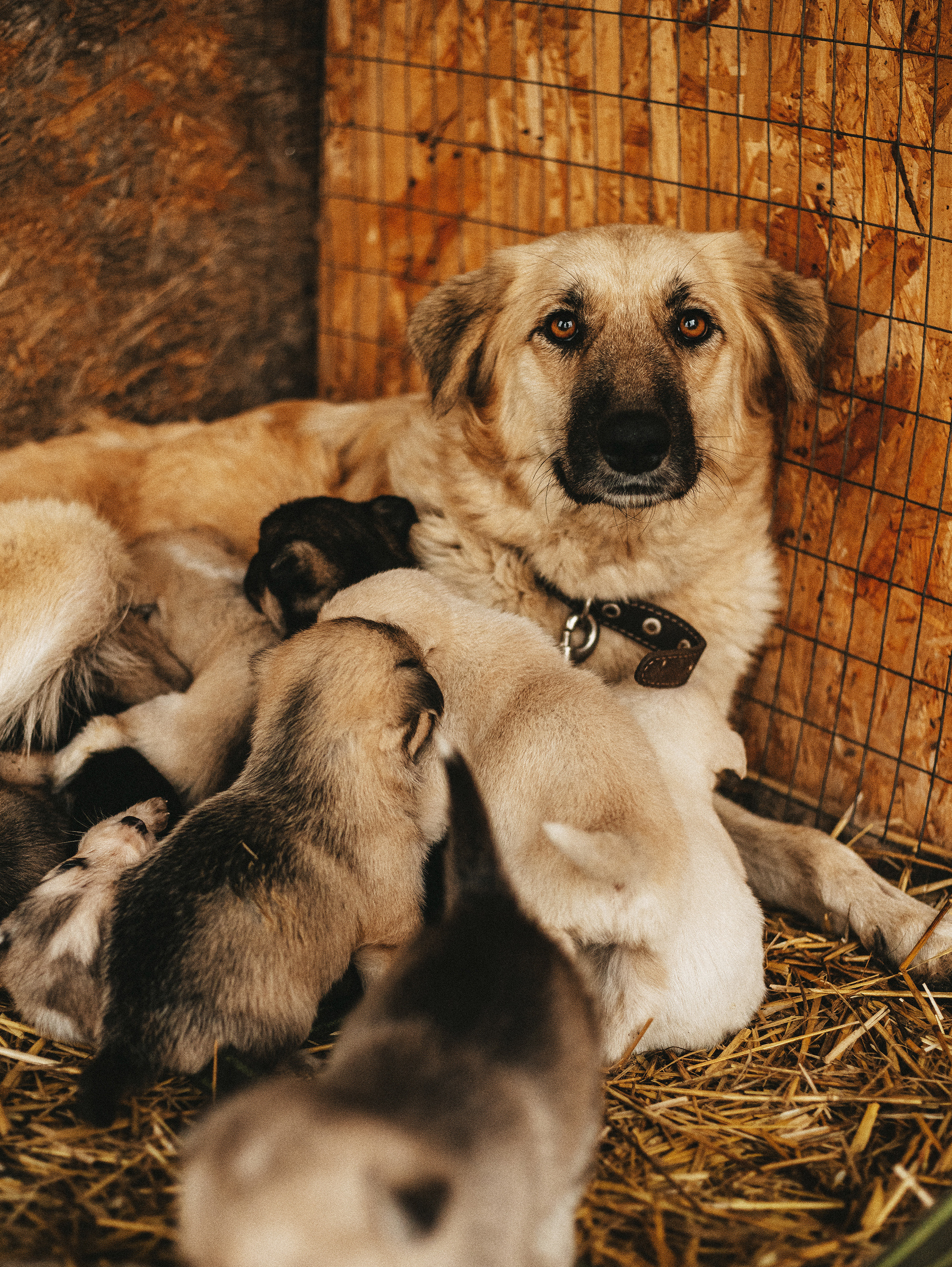 Собаки из приюта. Фотограф в Краснодаре Алена Соколовская
