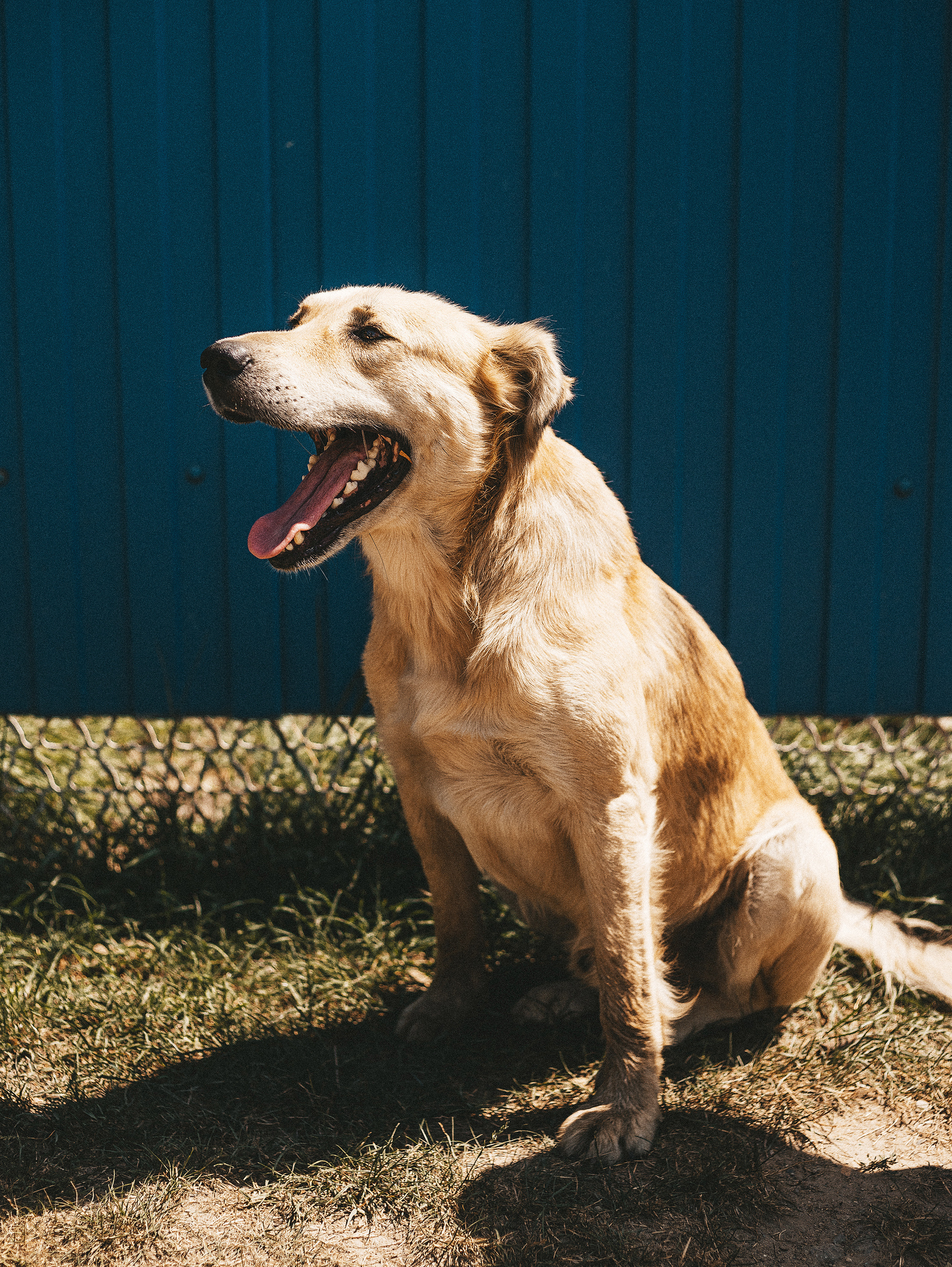 Собаки из приюта. Фотограф в Краснодаре Алена Соколовская