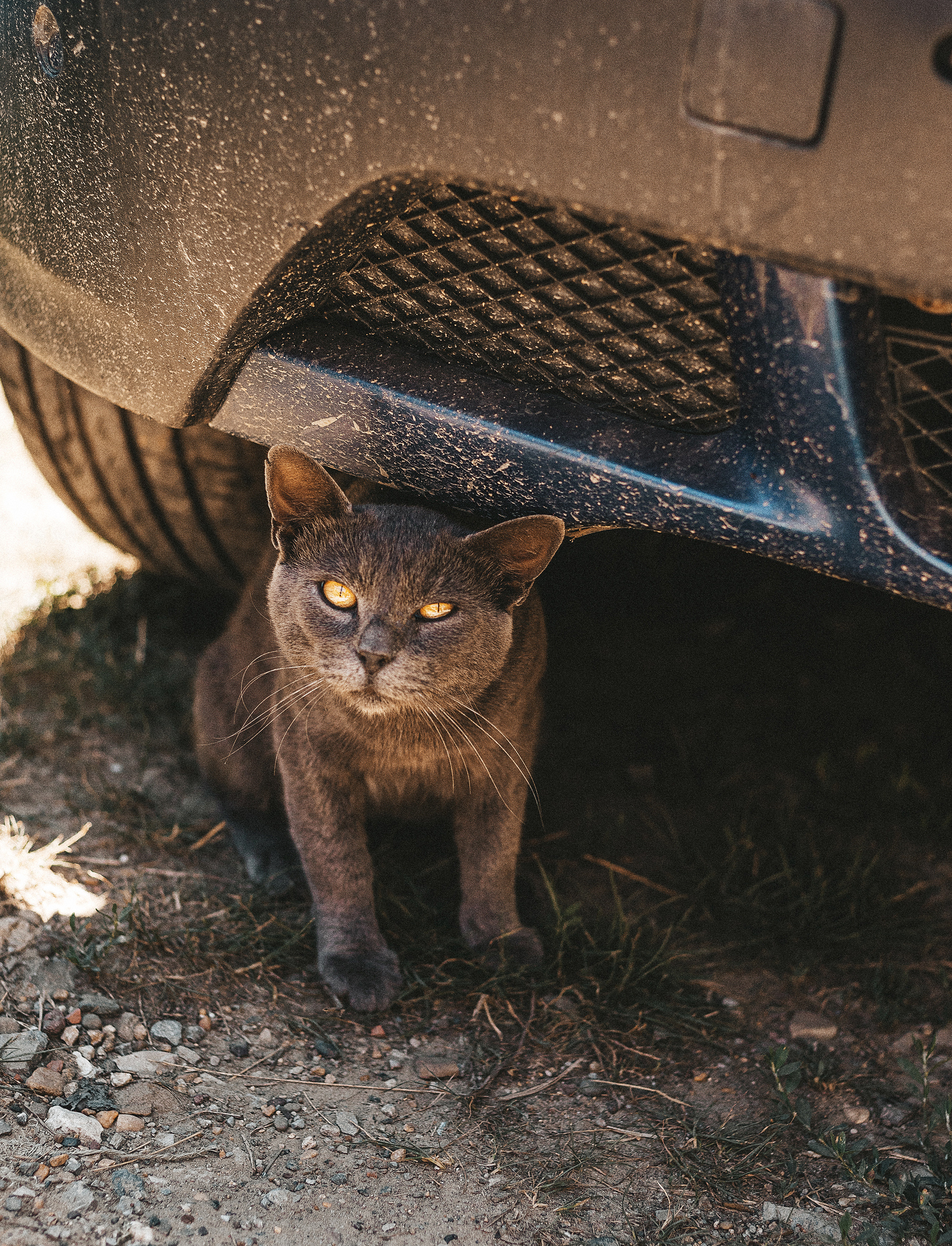Котики из приюта. Фотограф в Краснодаре Алена Соколовская