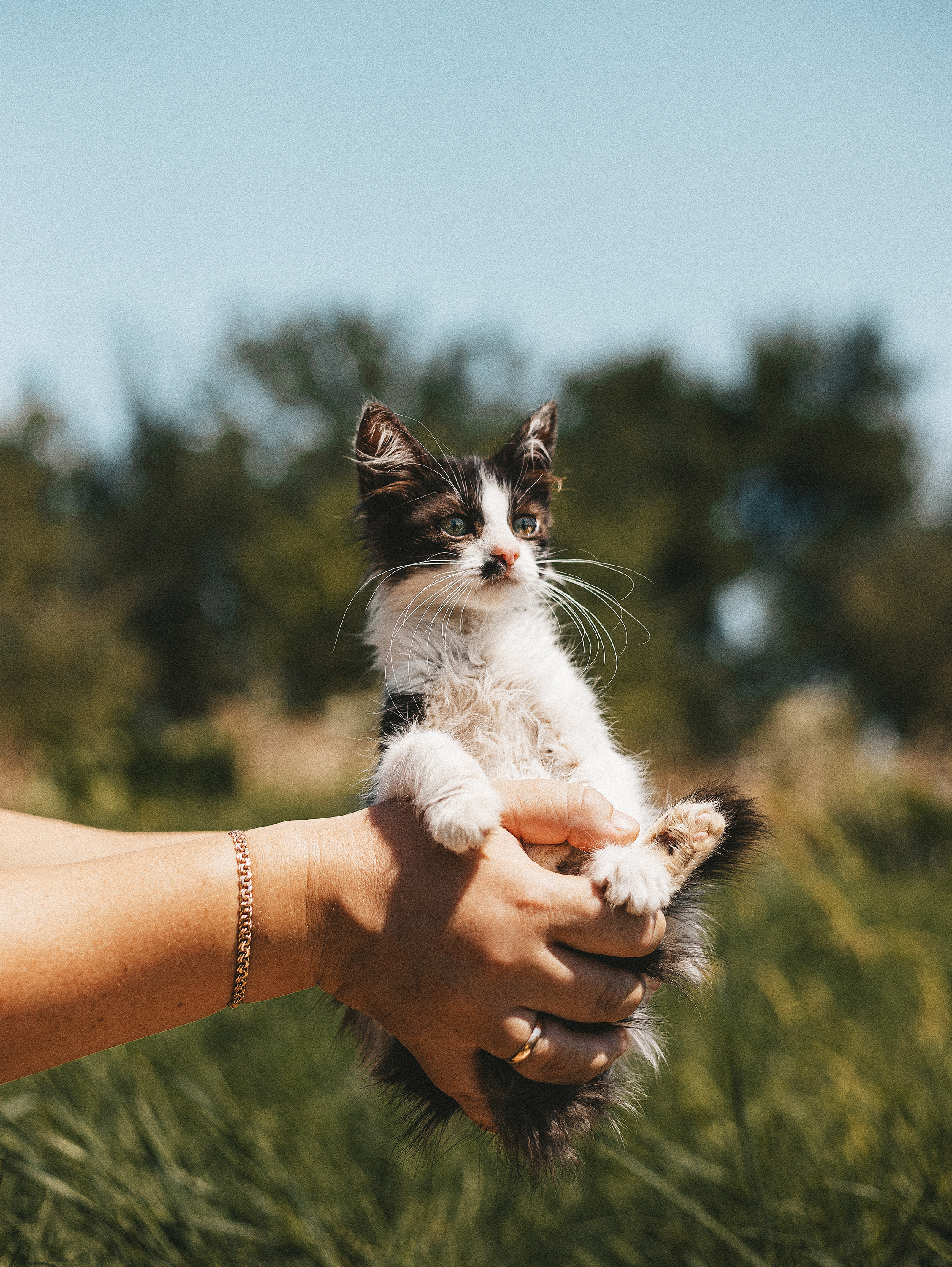Котики из приюта. Фотограф в Краснодаре Алена Соколовская