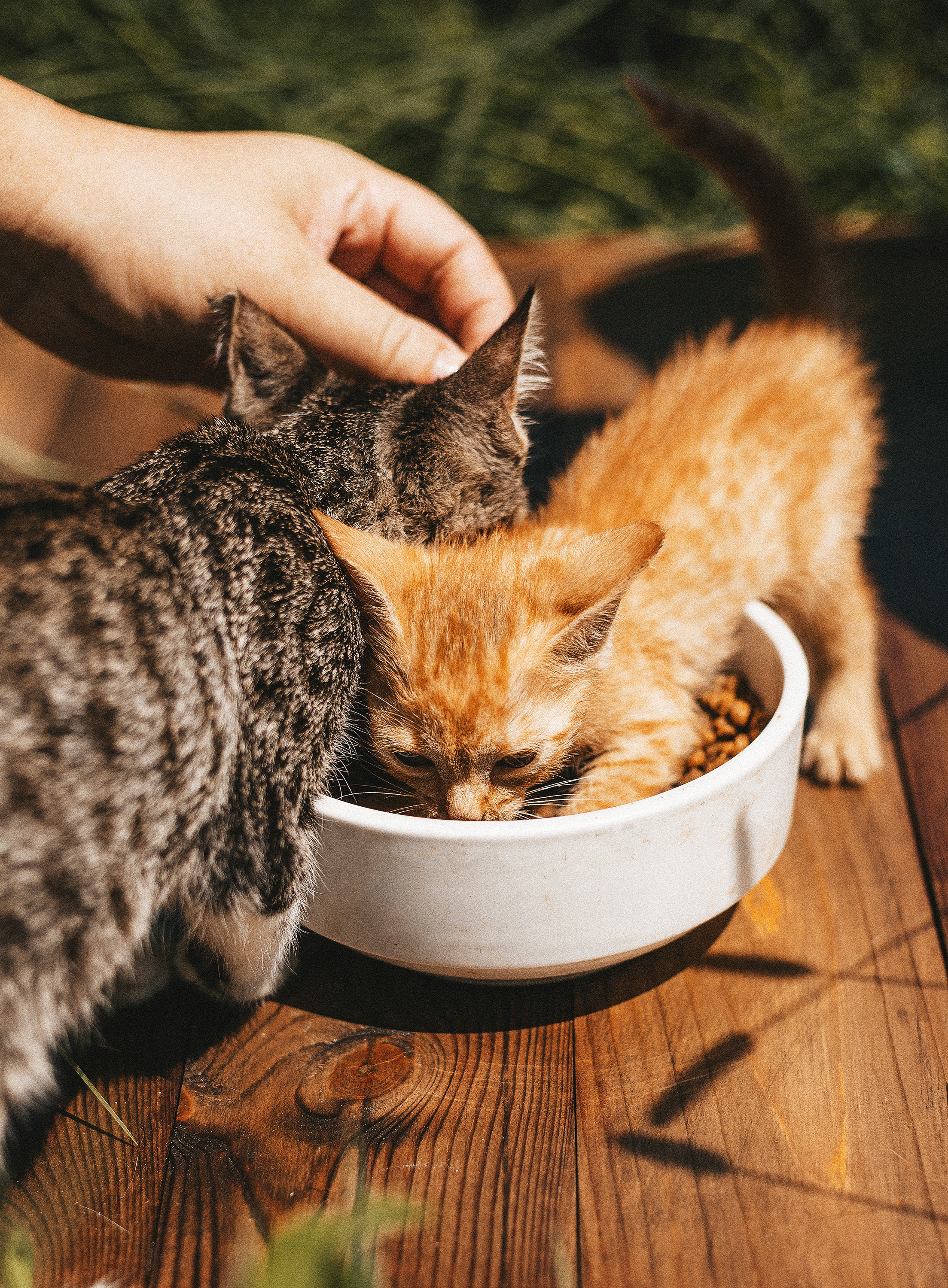 Котики из приюта. Фотограф в Краснодаре Алена Соколовская