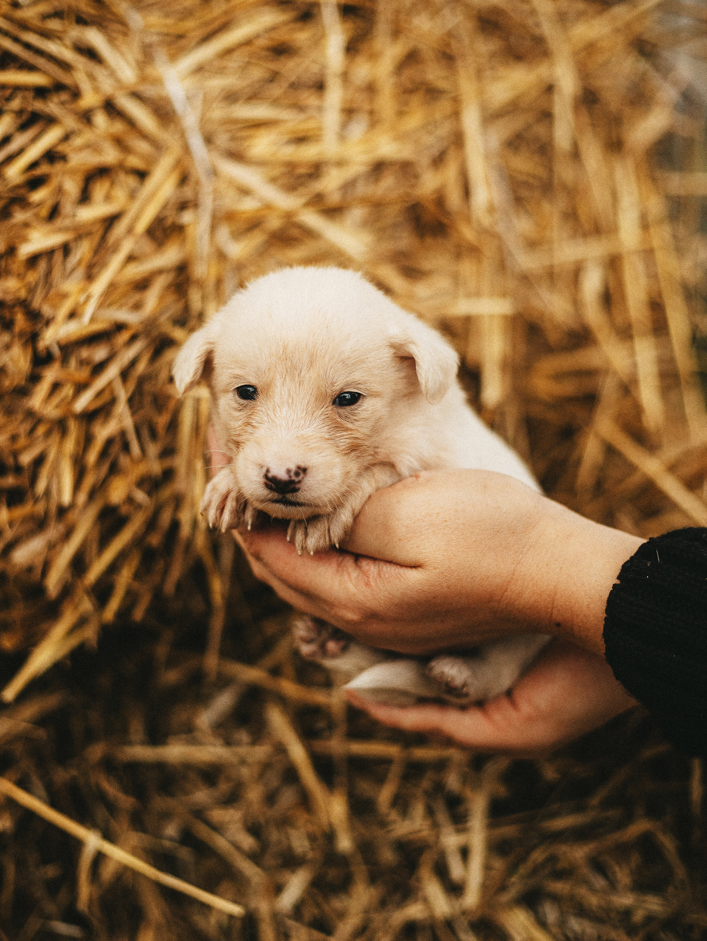 Собаки из приюта. Фотограф в Краснодаре Алена Соколовская