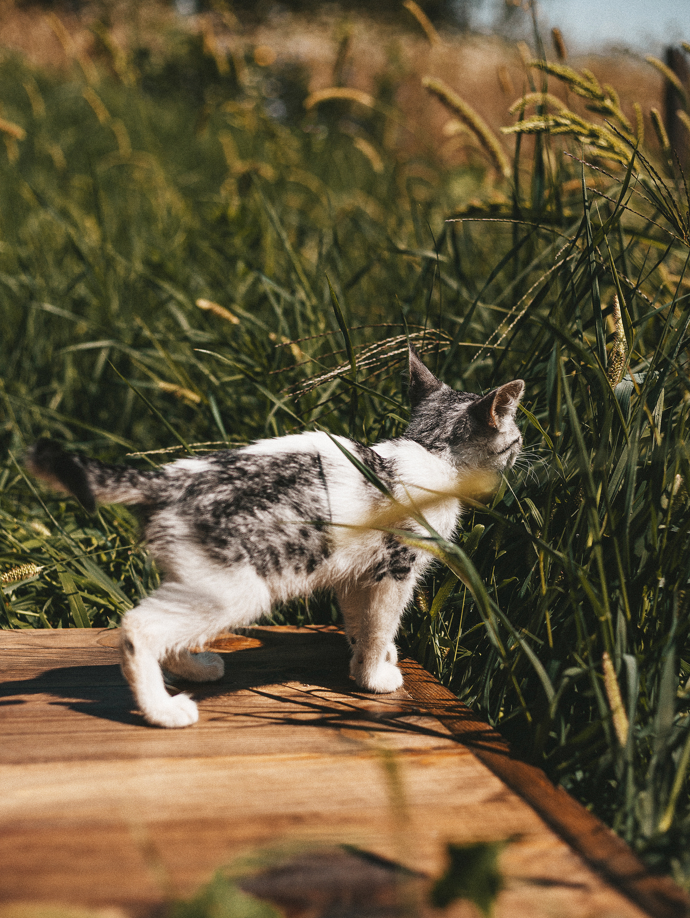 Котики из приюта. Фотограф в Краснодаре Алена Соколовская