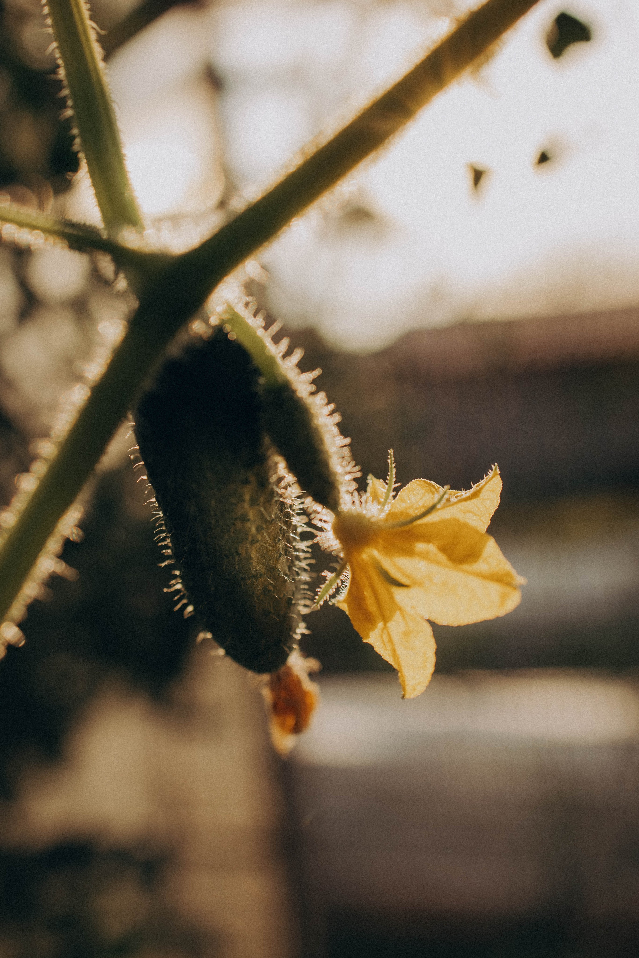 Одним летним днем. Фотограф lifestylе в Москве Пшеничная Анастасия