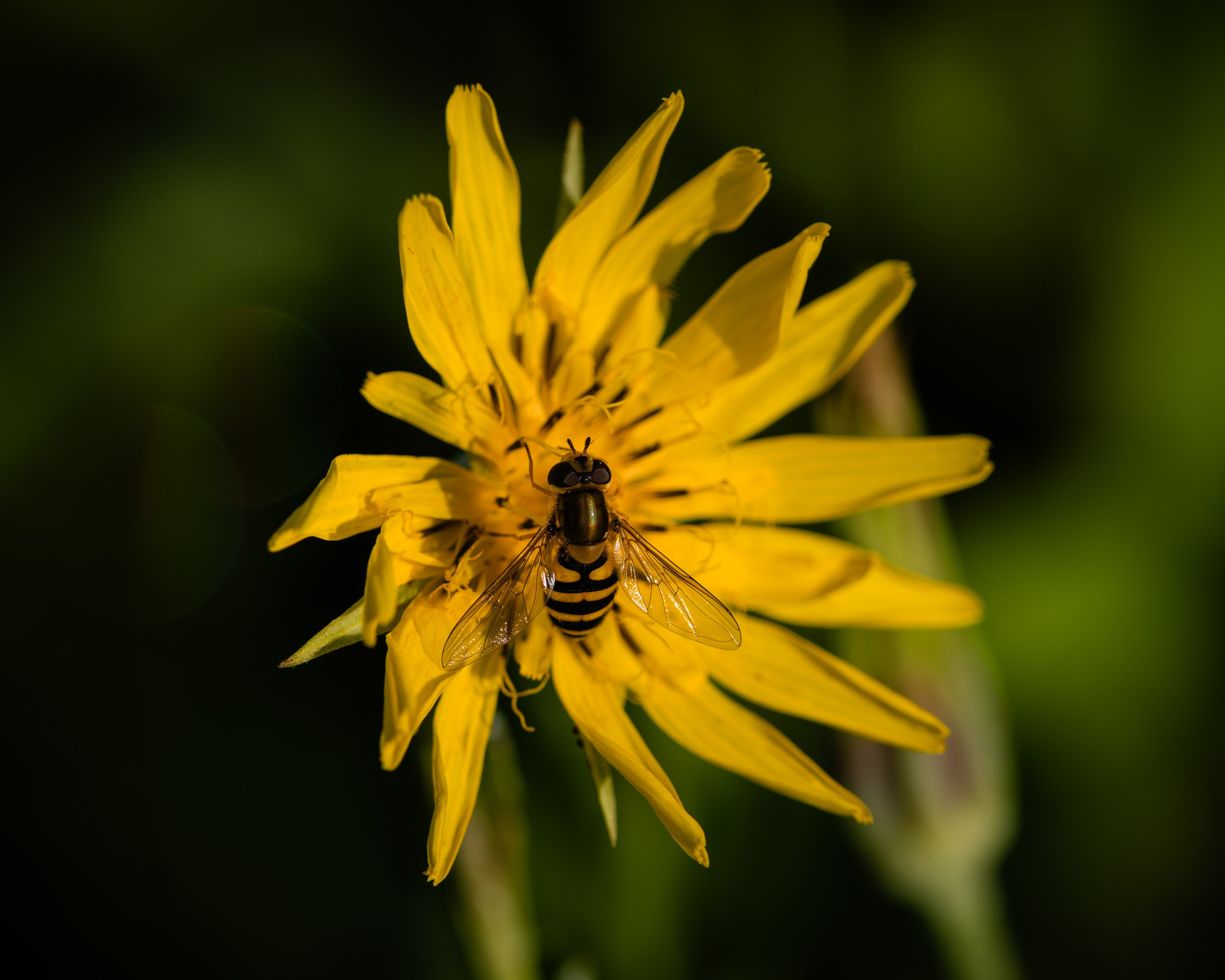 Voronezh 2026. Anton Chernov | Wildlife photographer