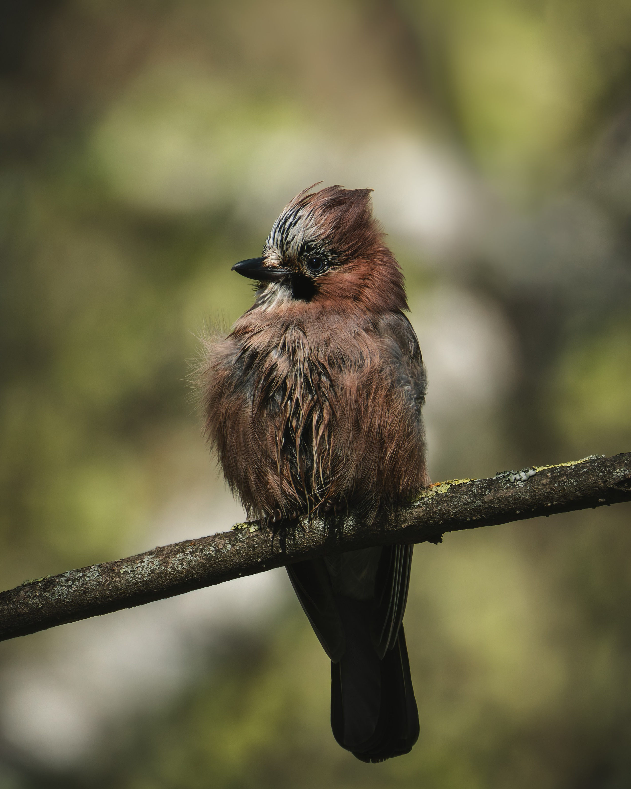 Voronezh 2025. Anton Chernov | Wildlife photographer