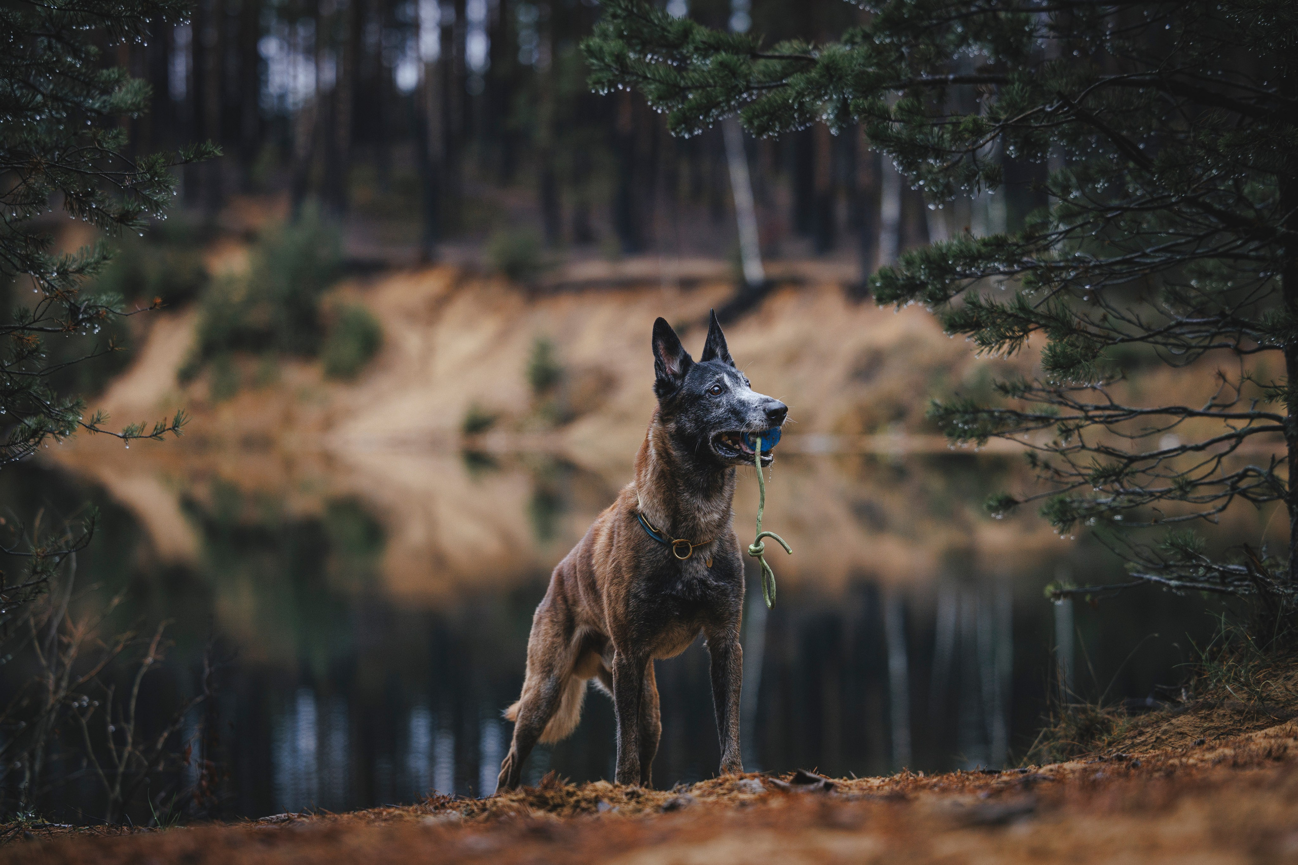 Омен, Айс и Рицу. Фотограф-анималист Анна Маринич