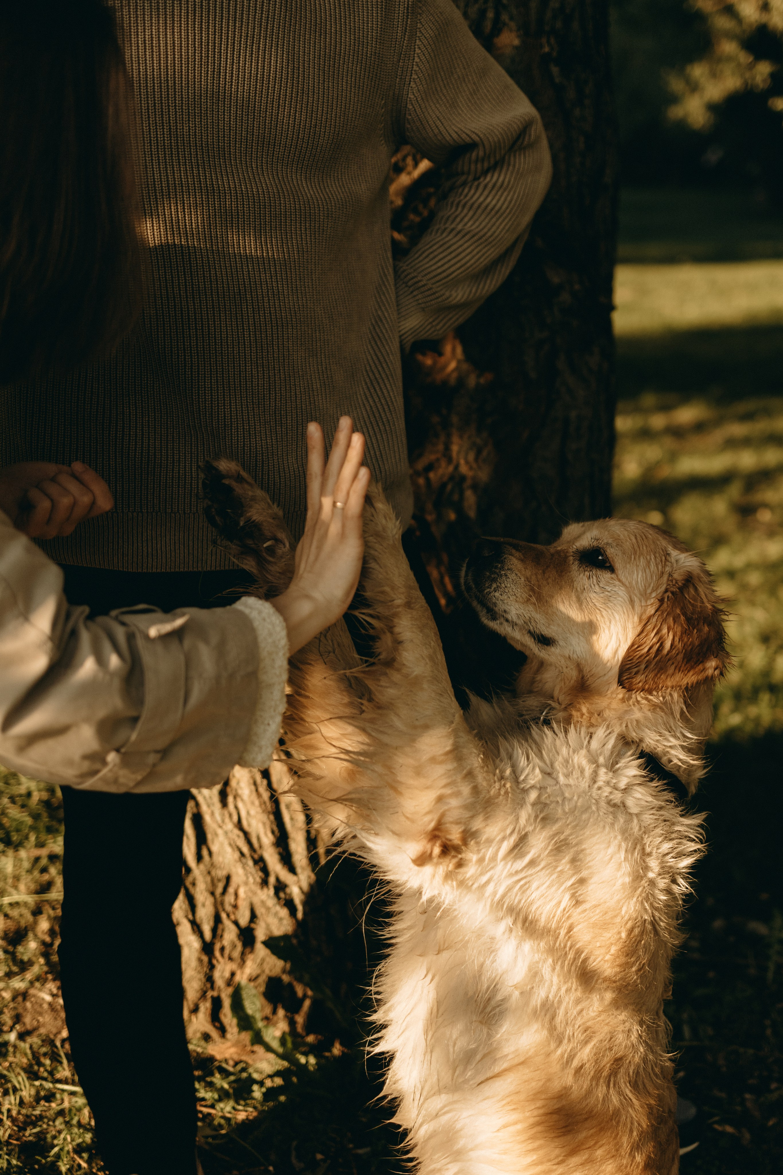 Пенни и ребята. Фотограф — Анималист | Санкт-Петербург