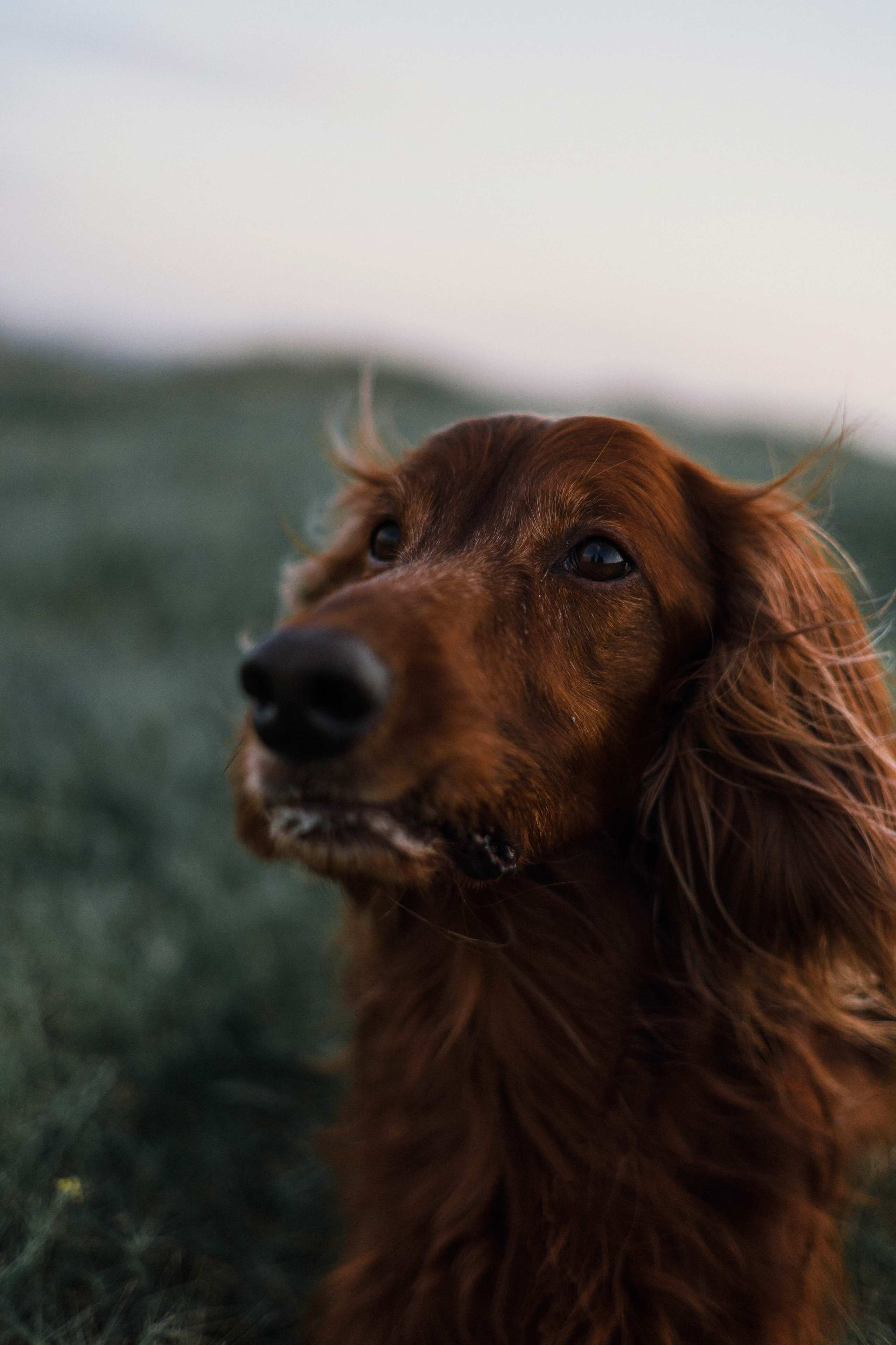 Ольга и Шеймас. Фотограф-анималист Богданова Полина