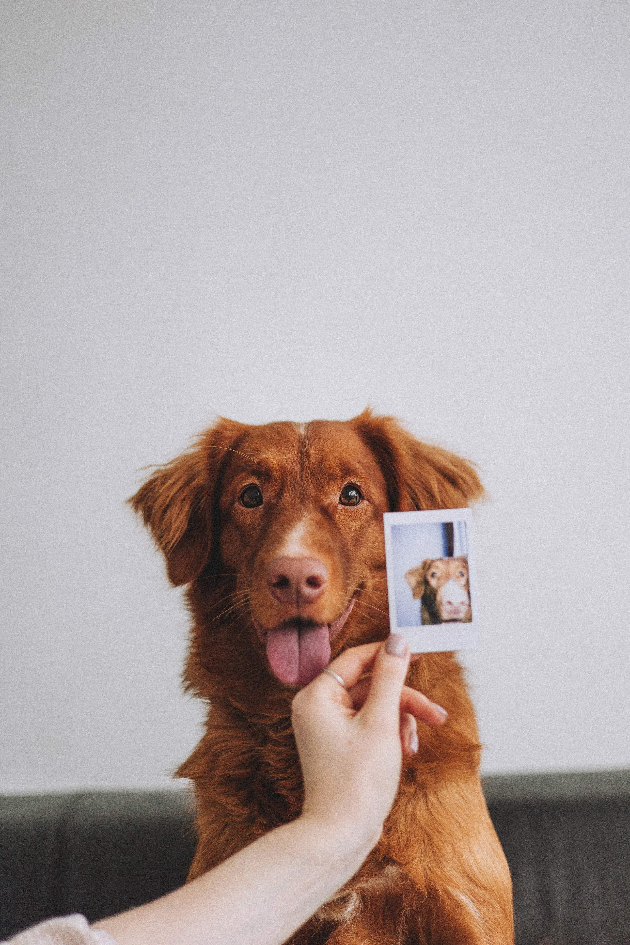 Аня и Лея. Фотограф-анималист Богданова Полина