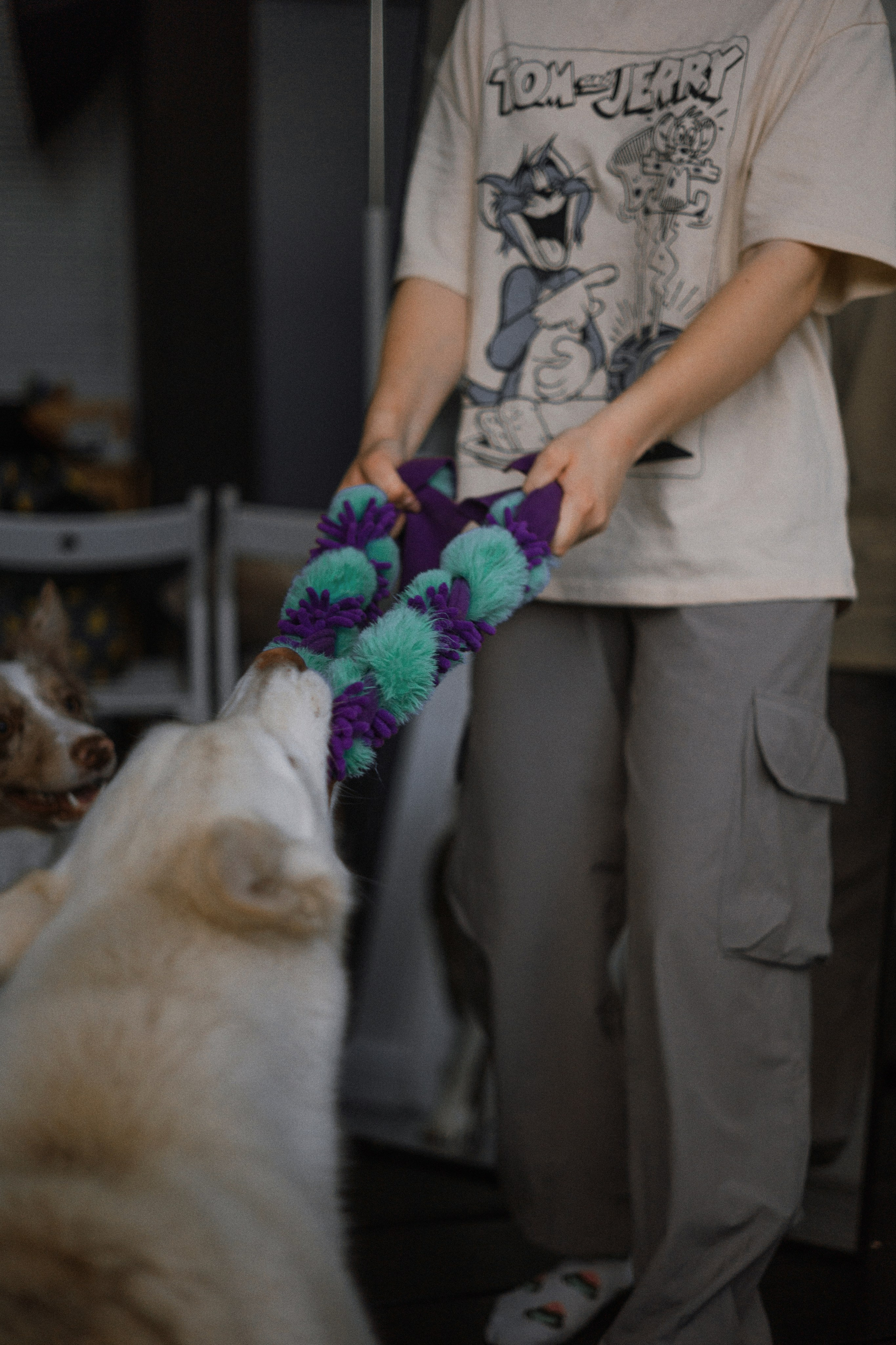 Аня, Дэймон и Грэй. Фотограф-анималист Богданова Полина