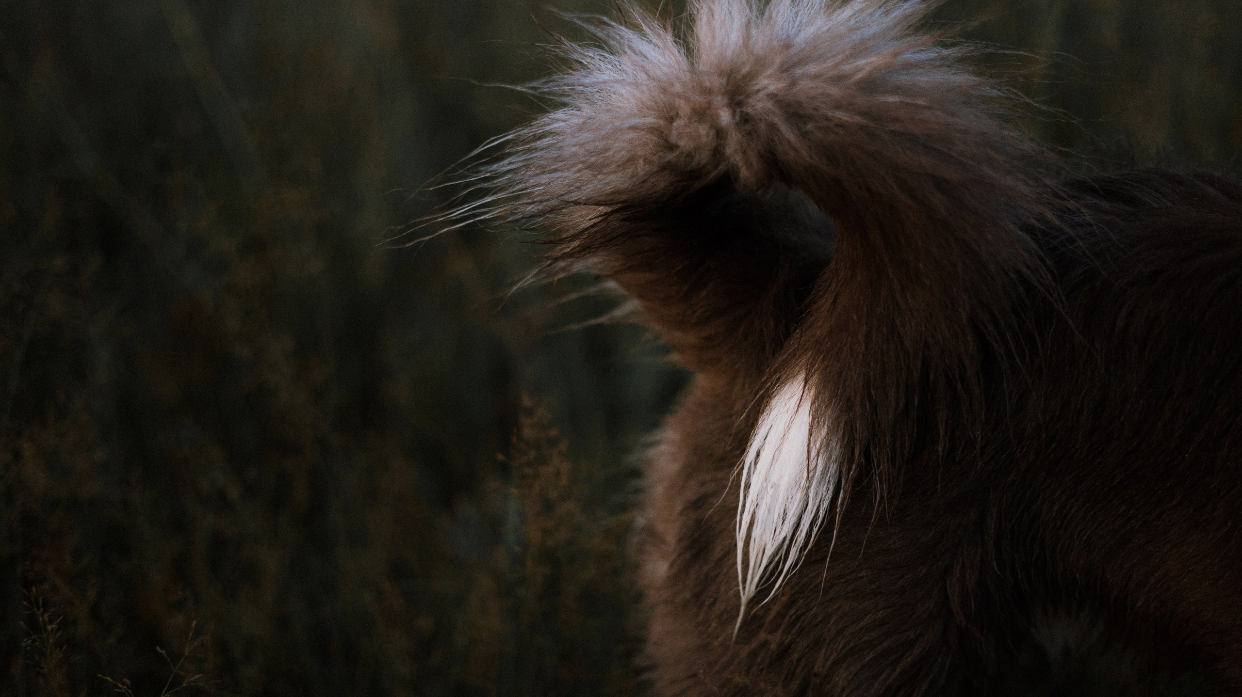 Полина и Паддингтон. Фотограф-анималист Богданова Полина