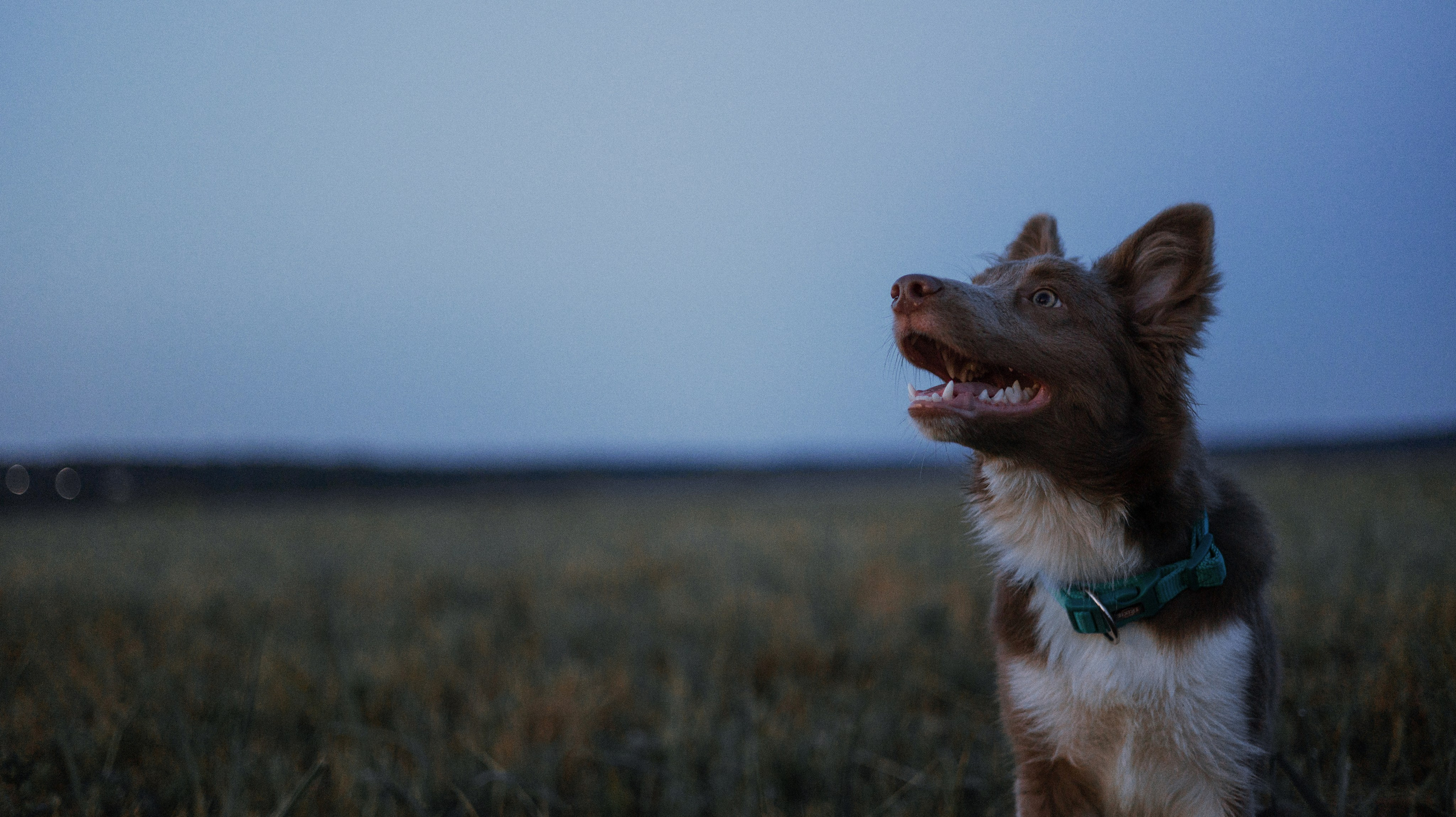 Полина и Паддингтон. Фотограф-анималист Богданова Полина