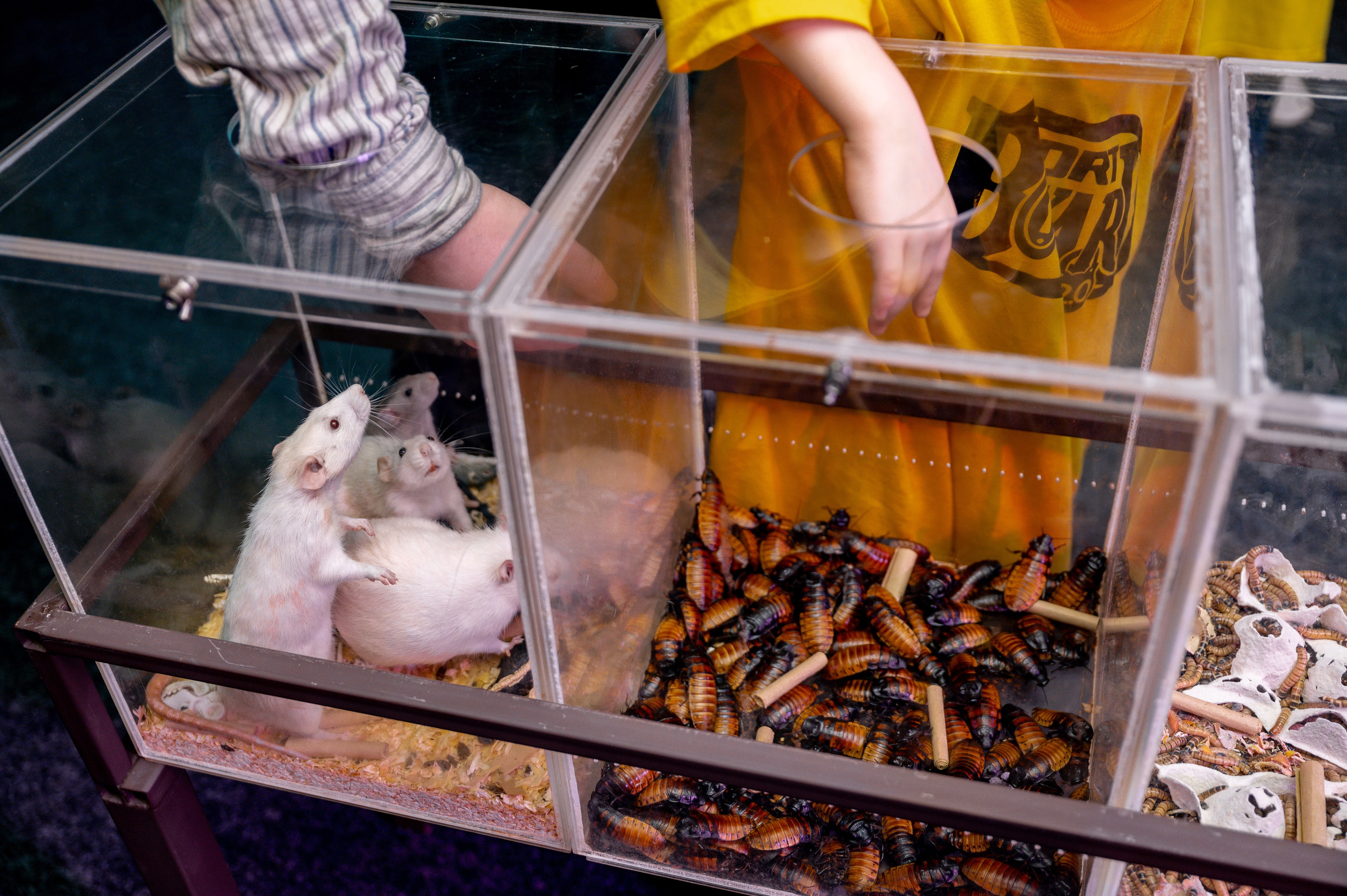 «Форд-боярд». Свадебный, семейный и репортажный фотограф. Брянск. Эльвира Голенкова