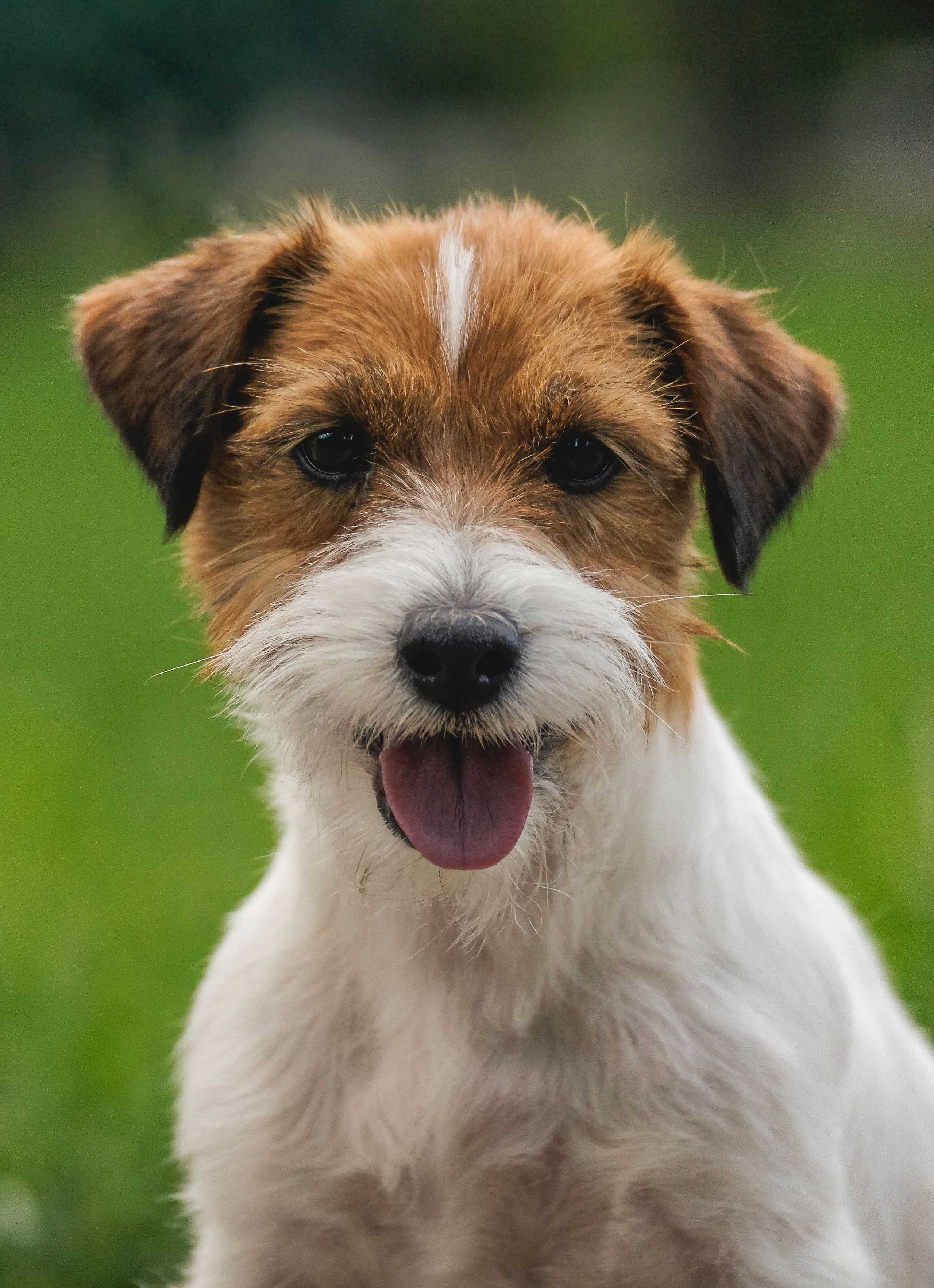 Собаки. Фотограф-анималист Нижний Новгород