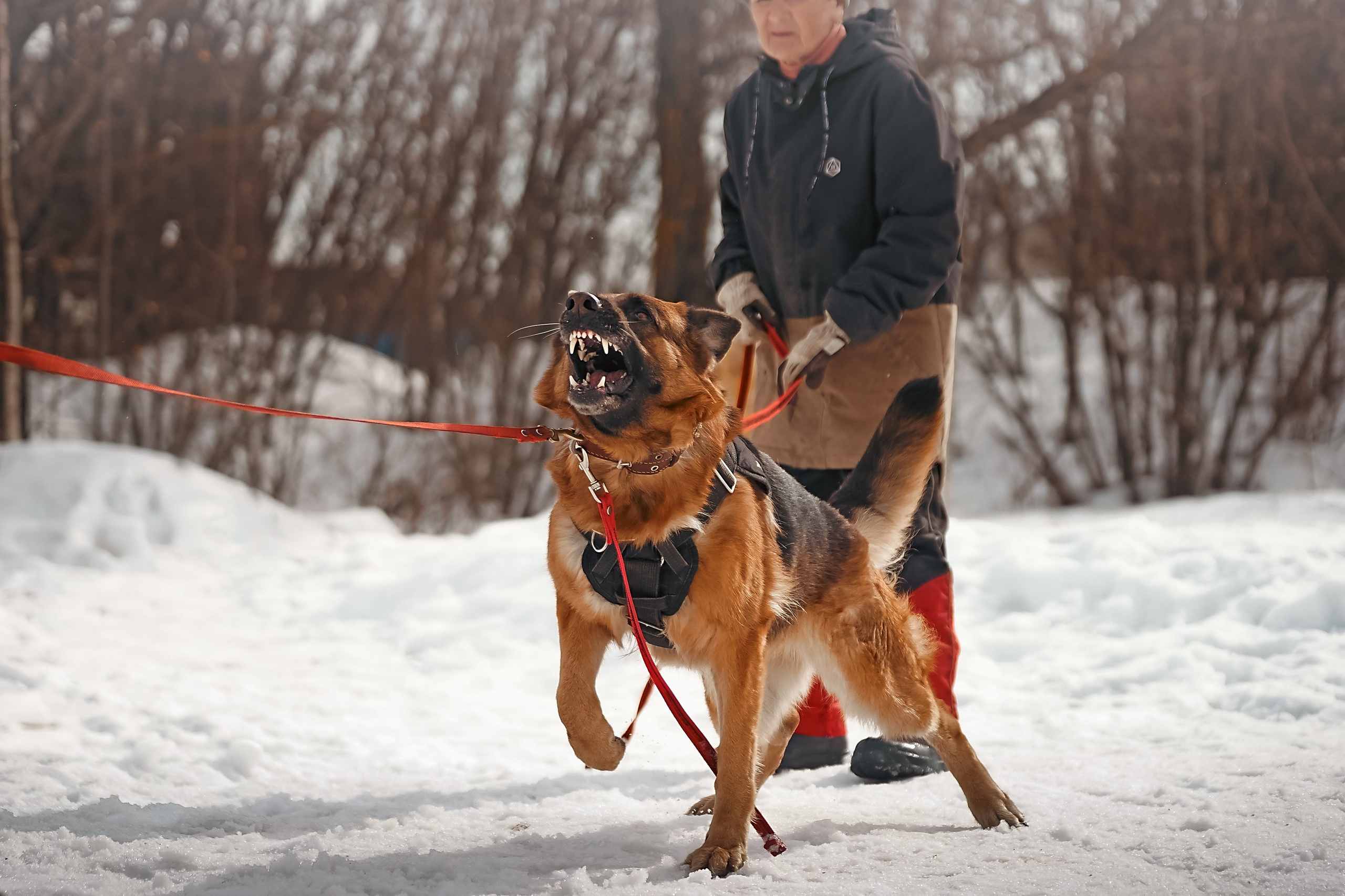 Репортажная съемка. Фотограф-анималист Нижний Новгород
