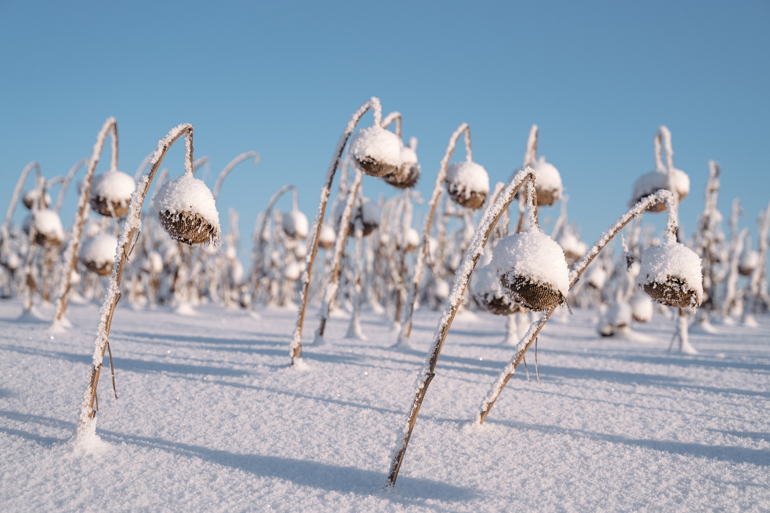 Фотографии России. Фотографии Дмитрия Захаренко