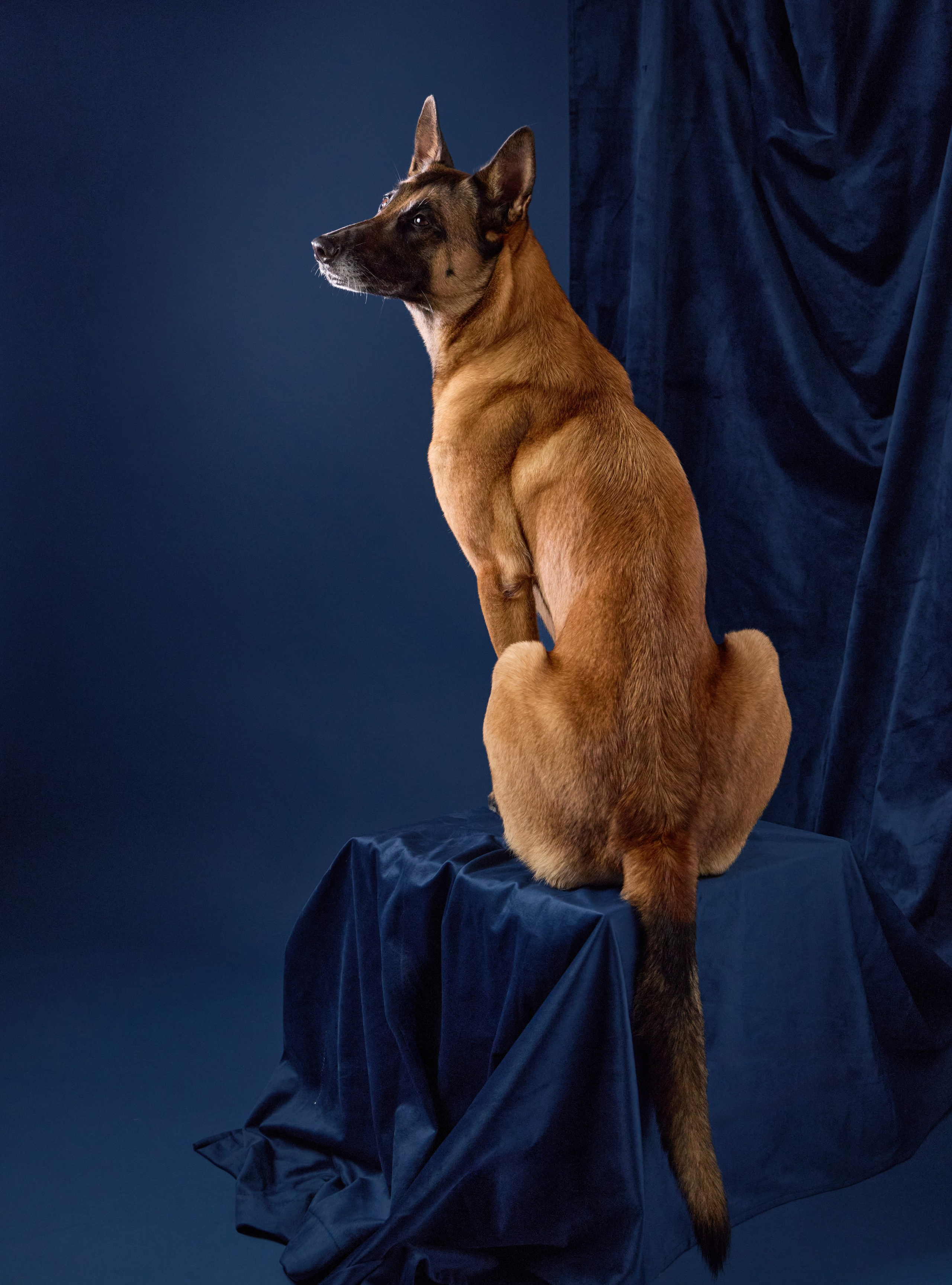 Presence. Dog Photographer Anna Averianova | Art & Commercial Pet Photography