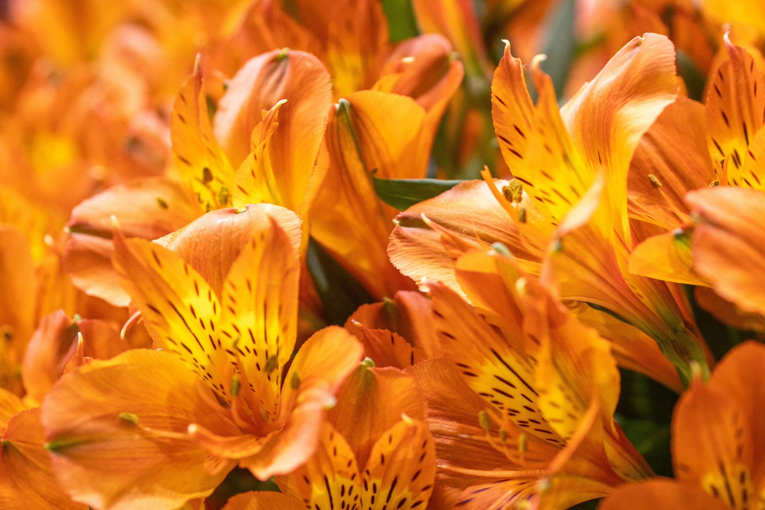 Цветы-Экспо 2025. Фотосессии и репортаж — Фотограф в Москве — Рина Серёгина