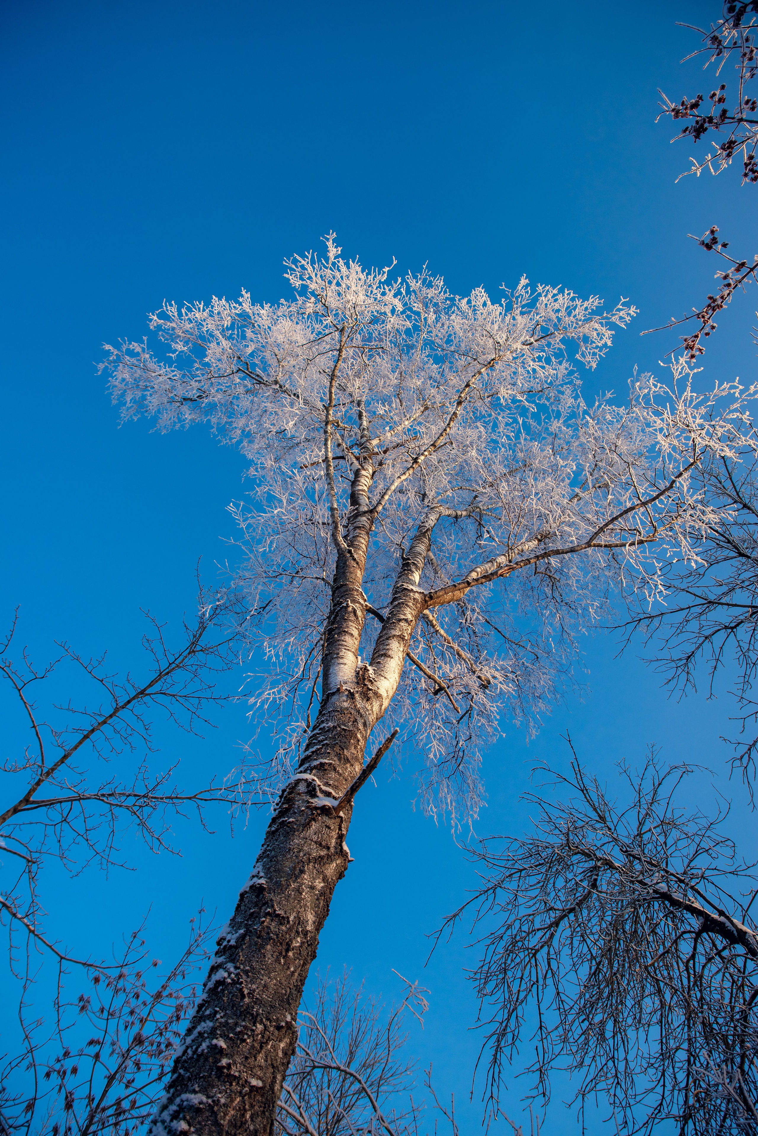 Зимушка зима. Фотограф Крещение Венчание Москва