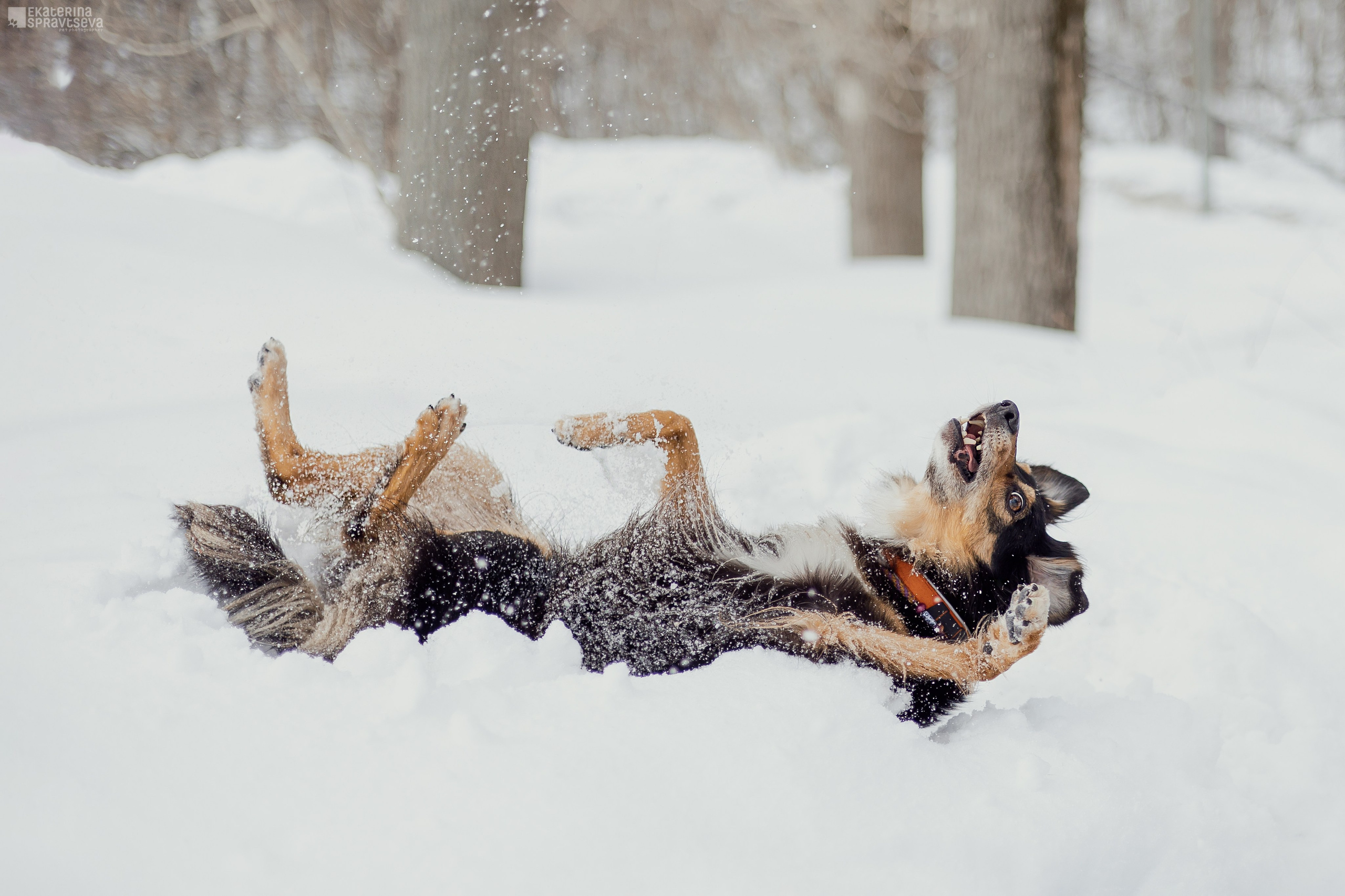 Алла и Кобра. Фотограф Анималист Екатерина Справцева в Нижнем Новгороде