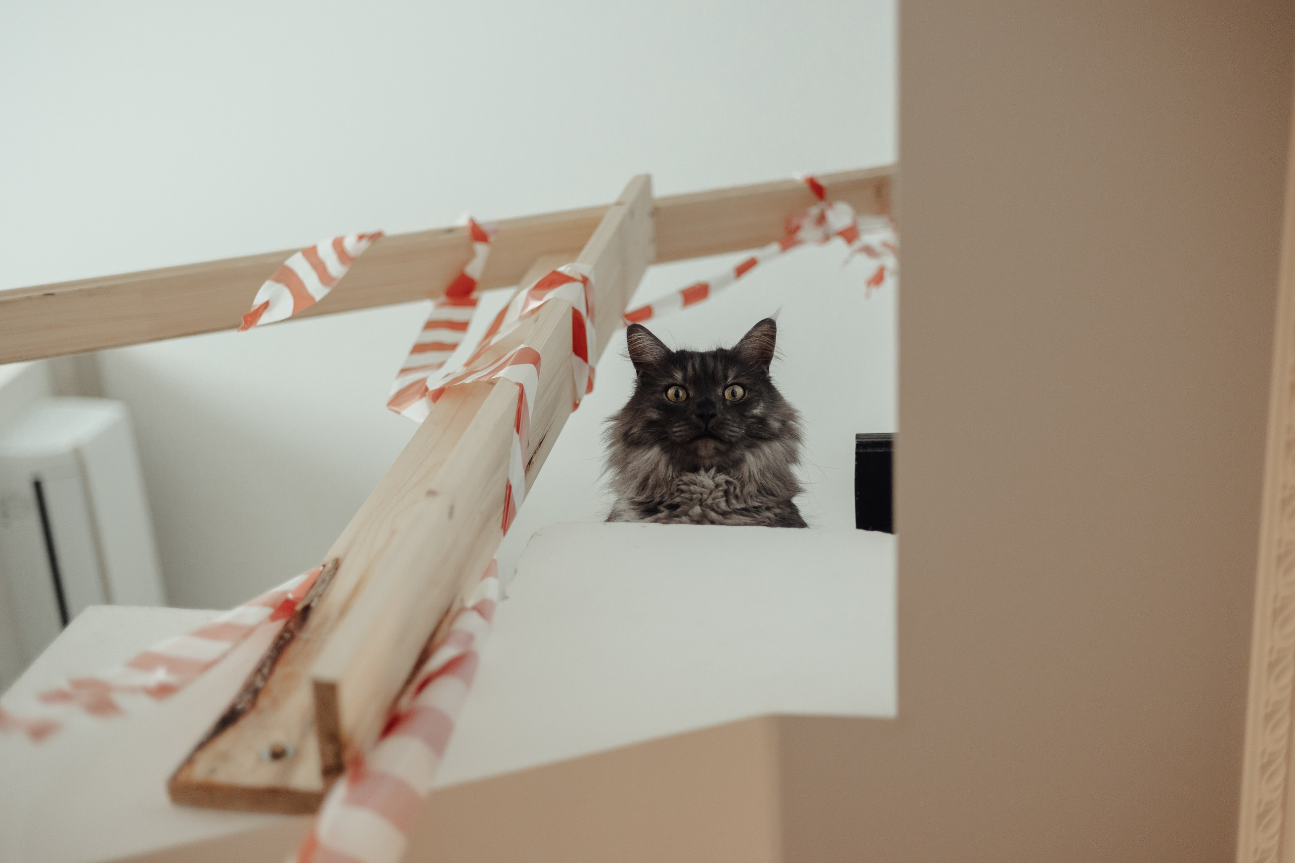 Алина, Илья и их хвосты. Фотограф Анималист Екатерина Справцева в Нижнем Новгороде