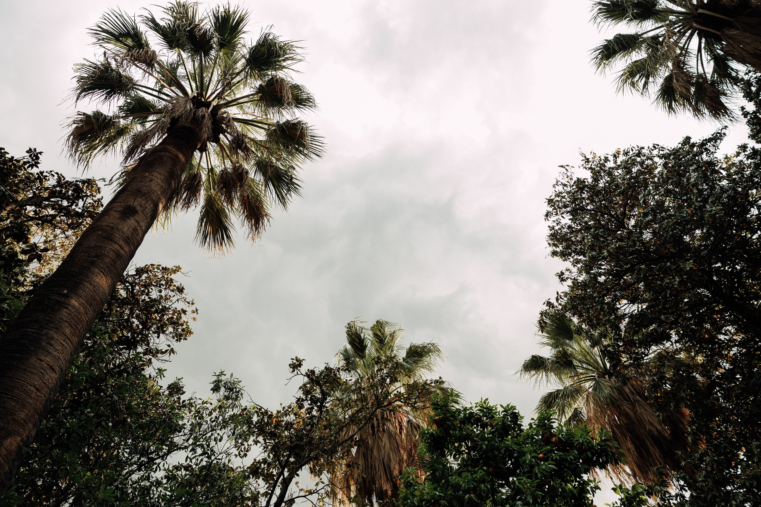 Алим и Беатрис. Свадебный фотограф в Спб Сергей Баланян