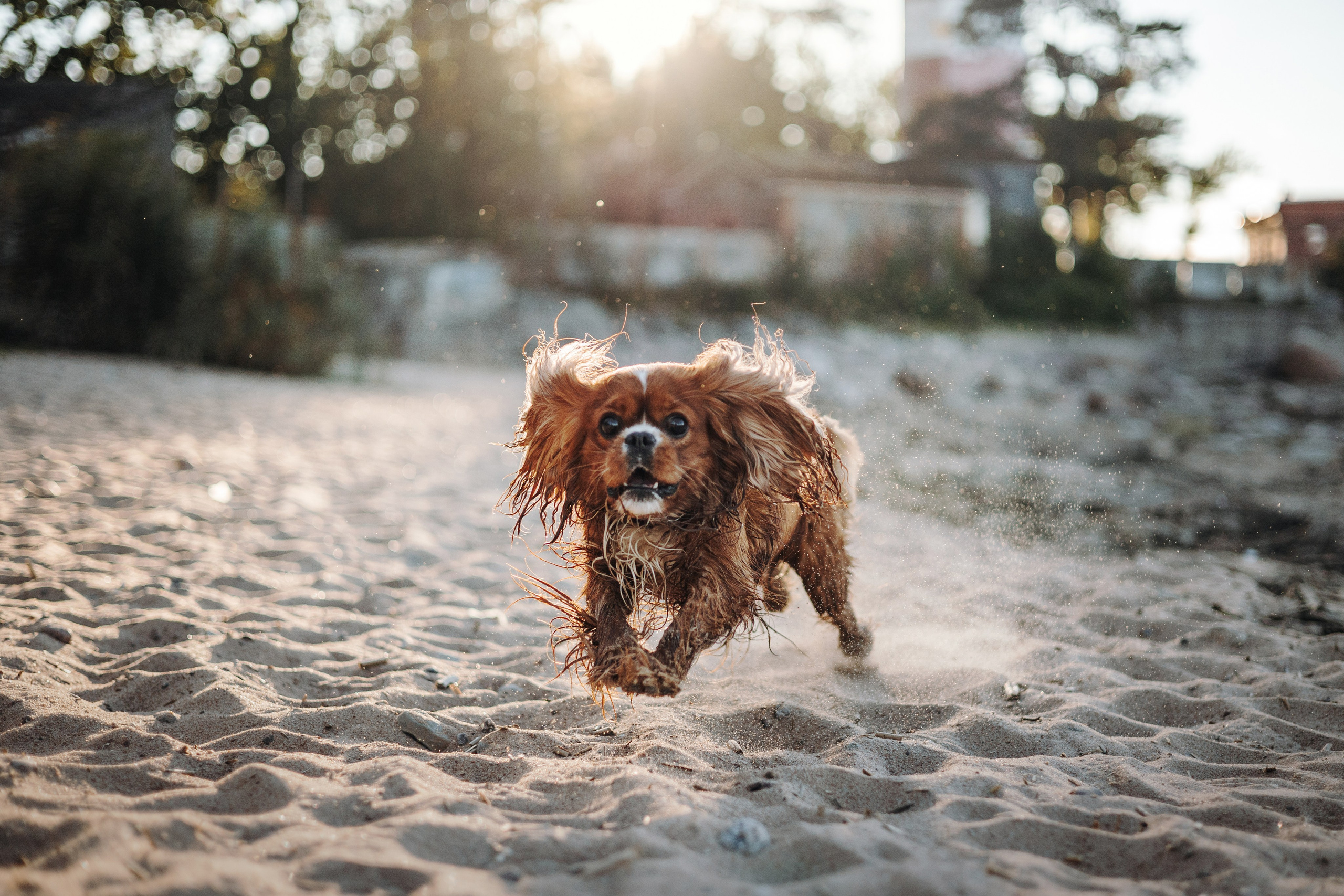 Верон, Гарри и их семья. Фотограф — Анималист | Санкт-Петербург