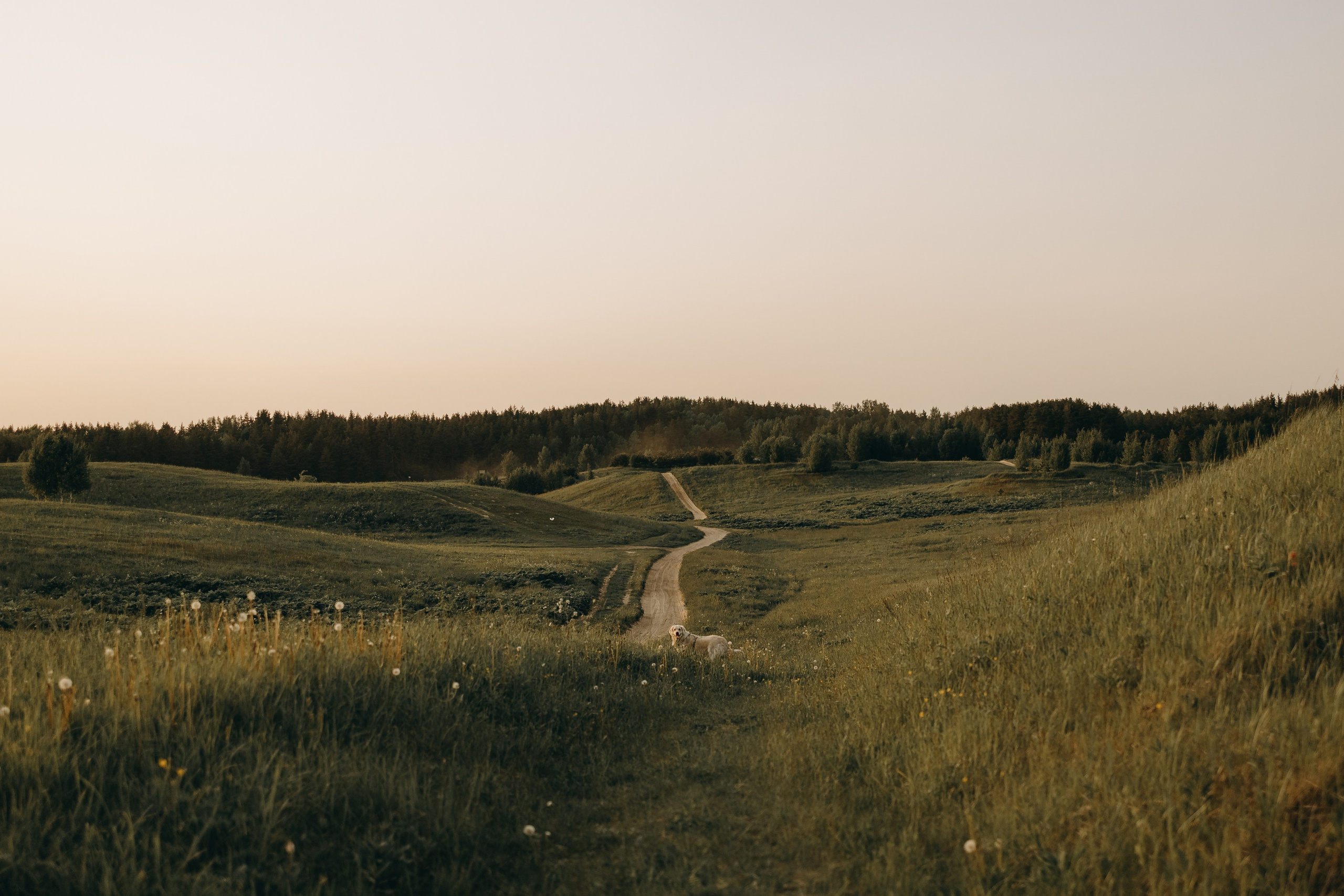 Милка и ребята. Фотограф — Анималист | Санкт-Петербург