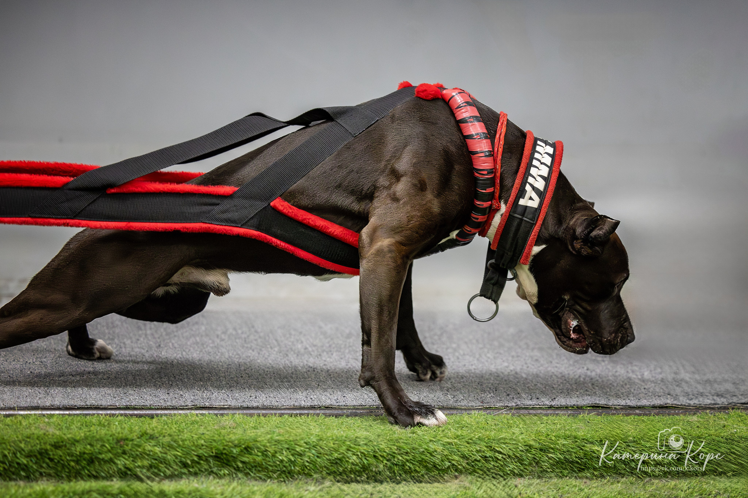 Спорт. Главная