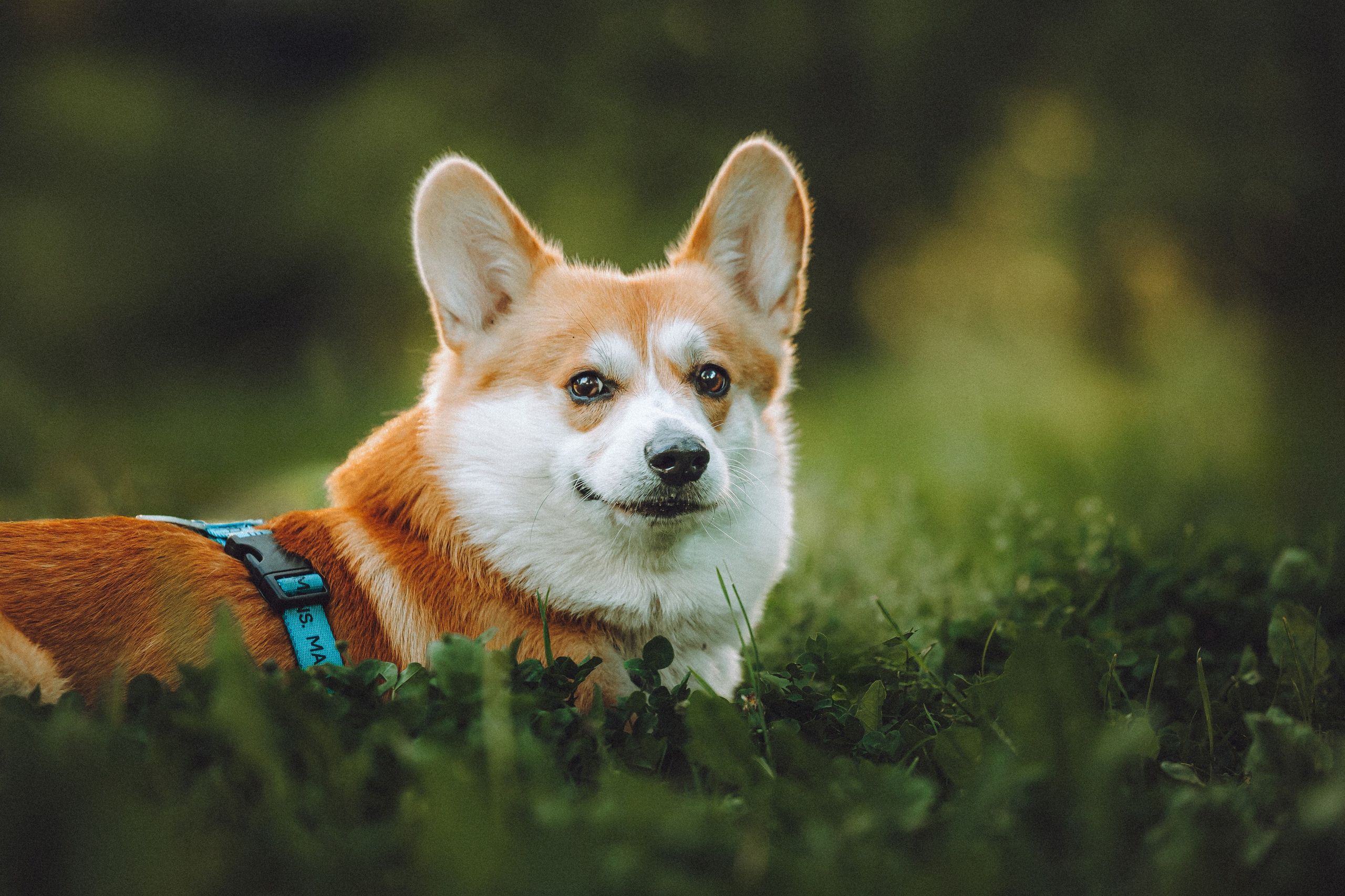 Вирджик и его семья