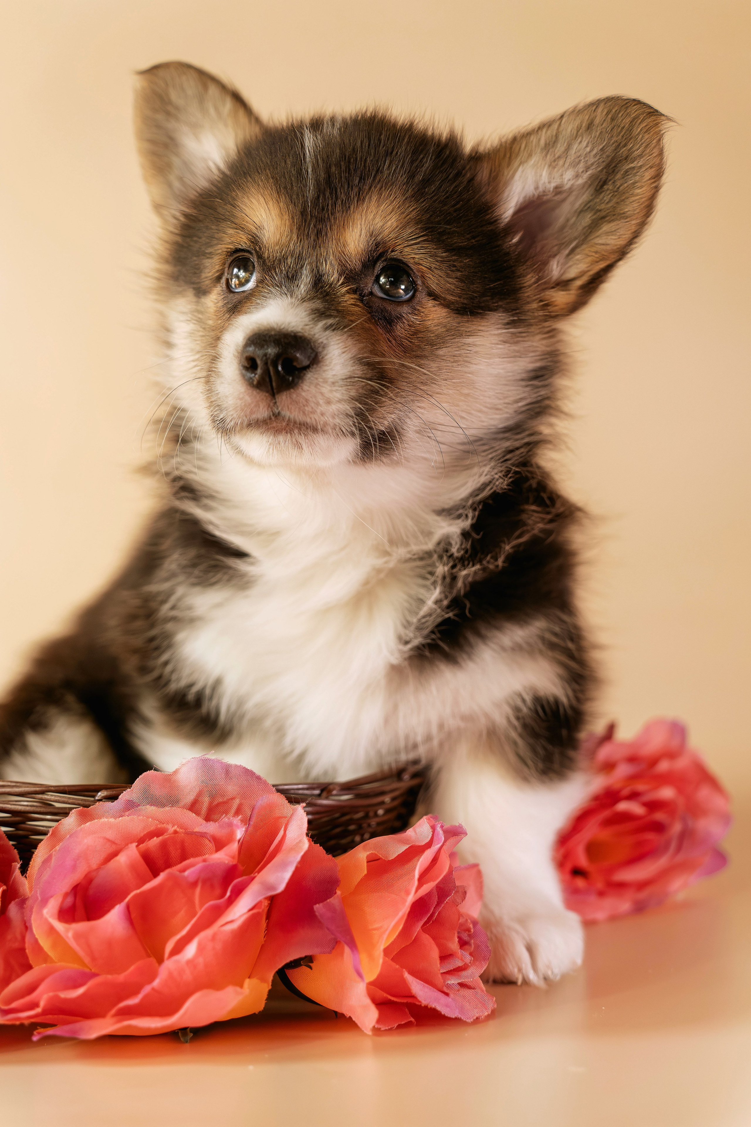 Щенки. Семейный фотограф анималист г. Находка