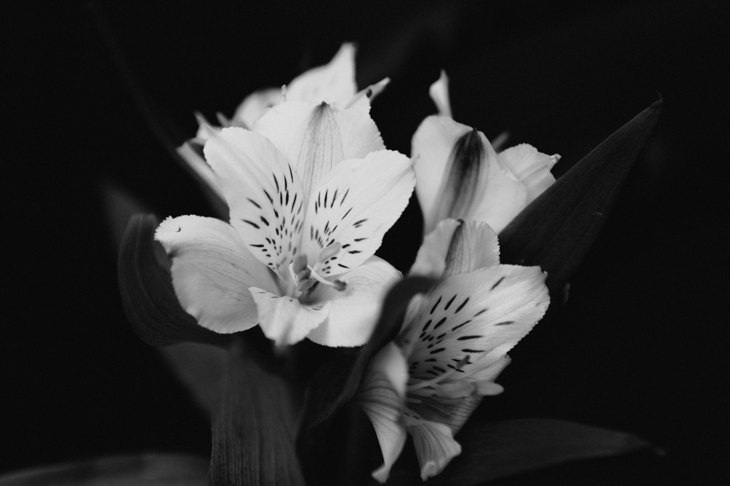 Портретный фотограф в г. Новосибирске