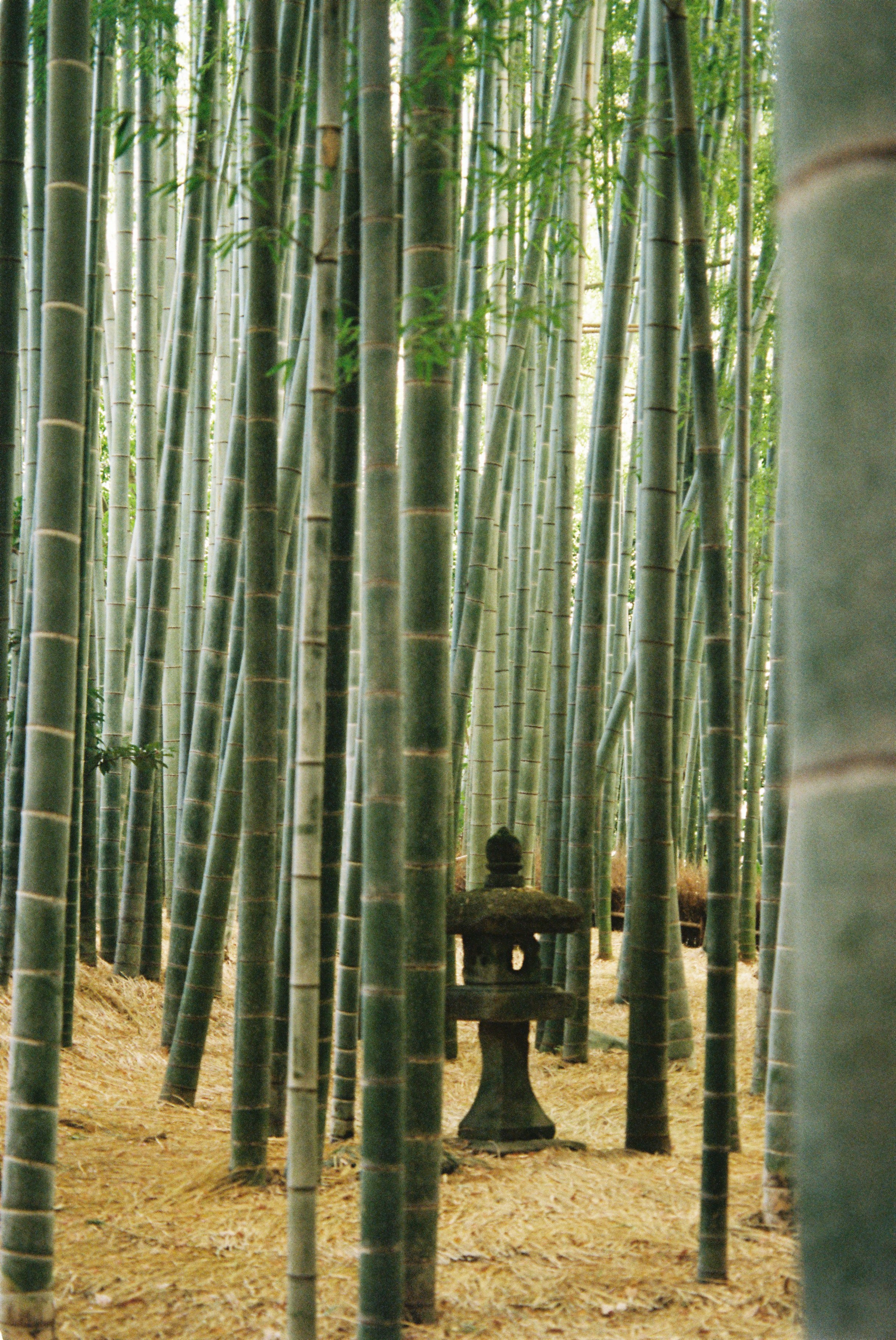 Пленка. Фотограф Алина Диева Москва | Токио