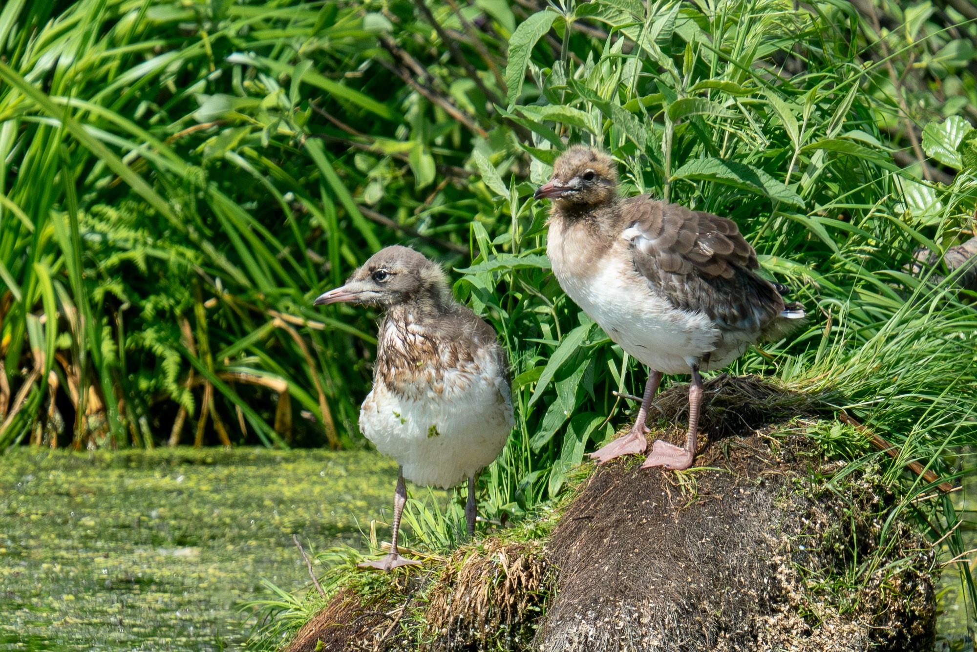 Удивительные мир птиц. Вокруг нас столько прекрасного — присмотритесь!. Ваш личный фотограф Марина Волкова