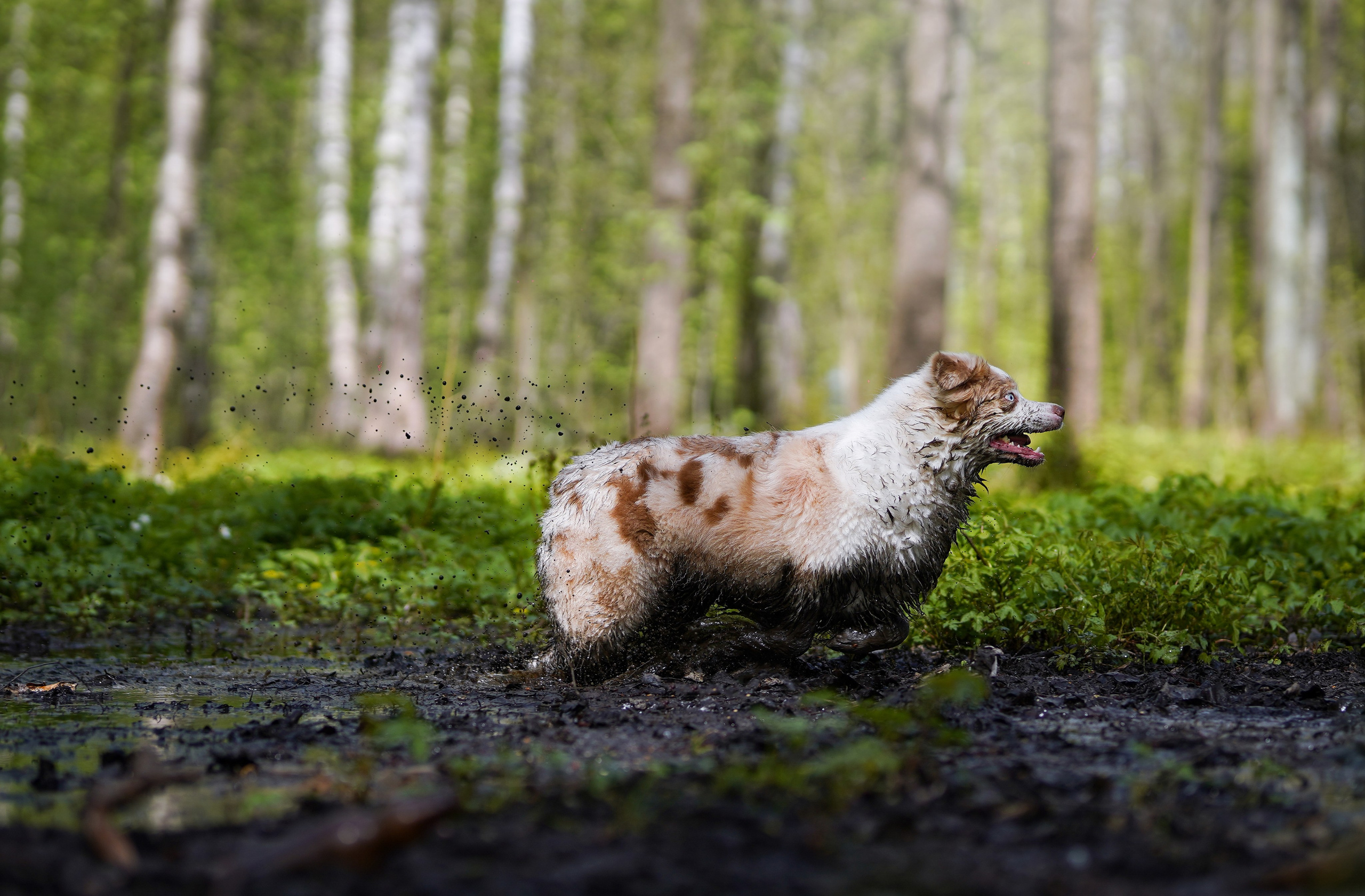 Рокки и Гермиона. Фотограф-анималист в Санкт-Петербурге Яна Мартынова