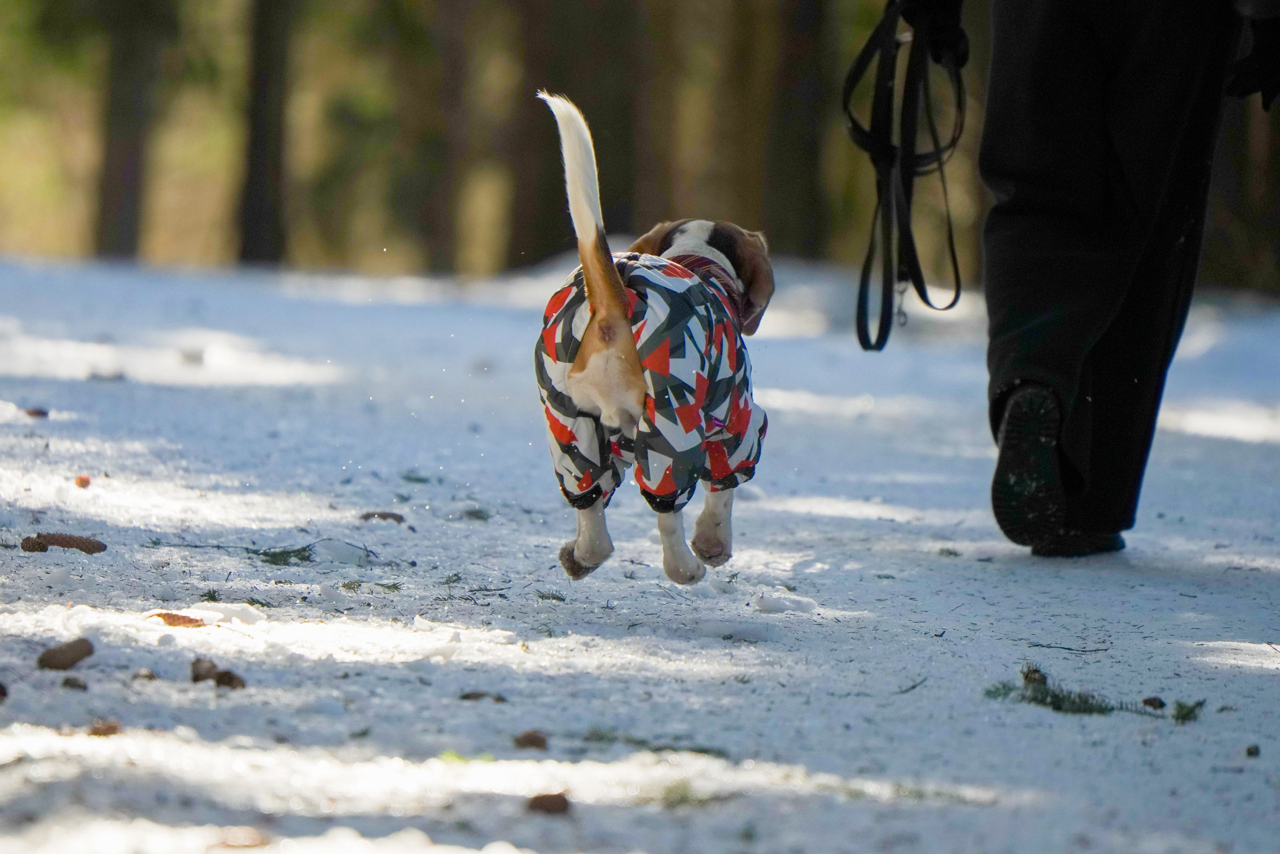 Животные. ПОБУДЬ ЗДЕСЬ И ЦЕЛЕЕ БУДЕТ ЭТОТ МИР