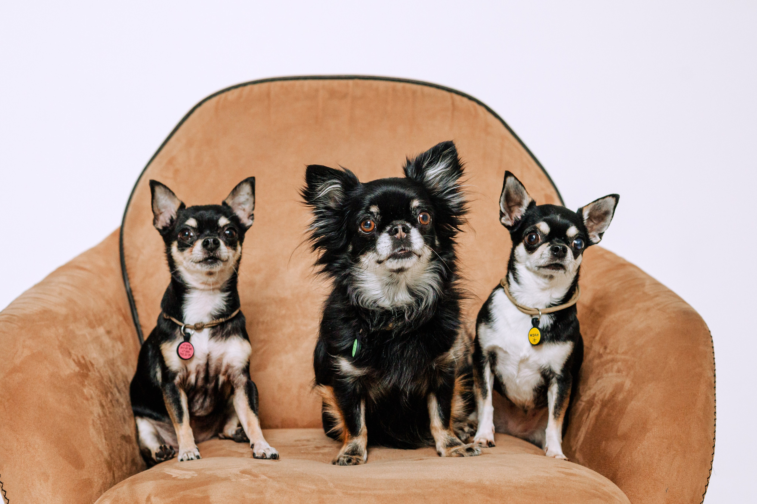 Семейная фотосессия. Фотограф-анималист Татьяна Степанова