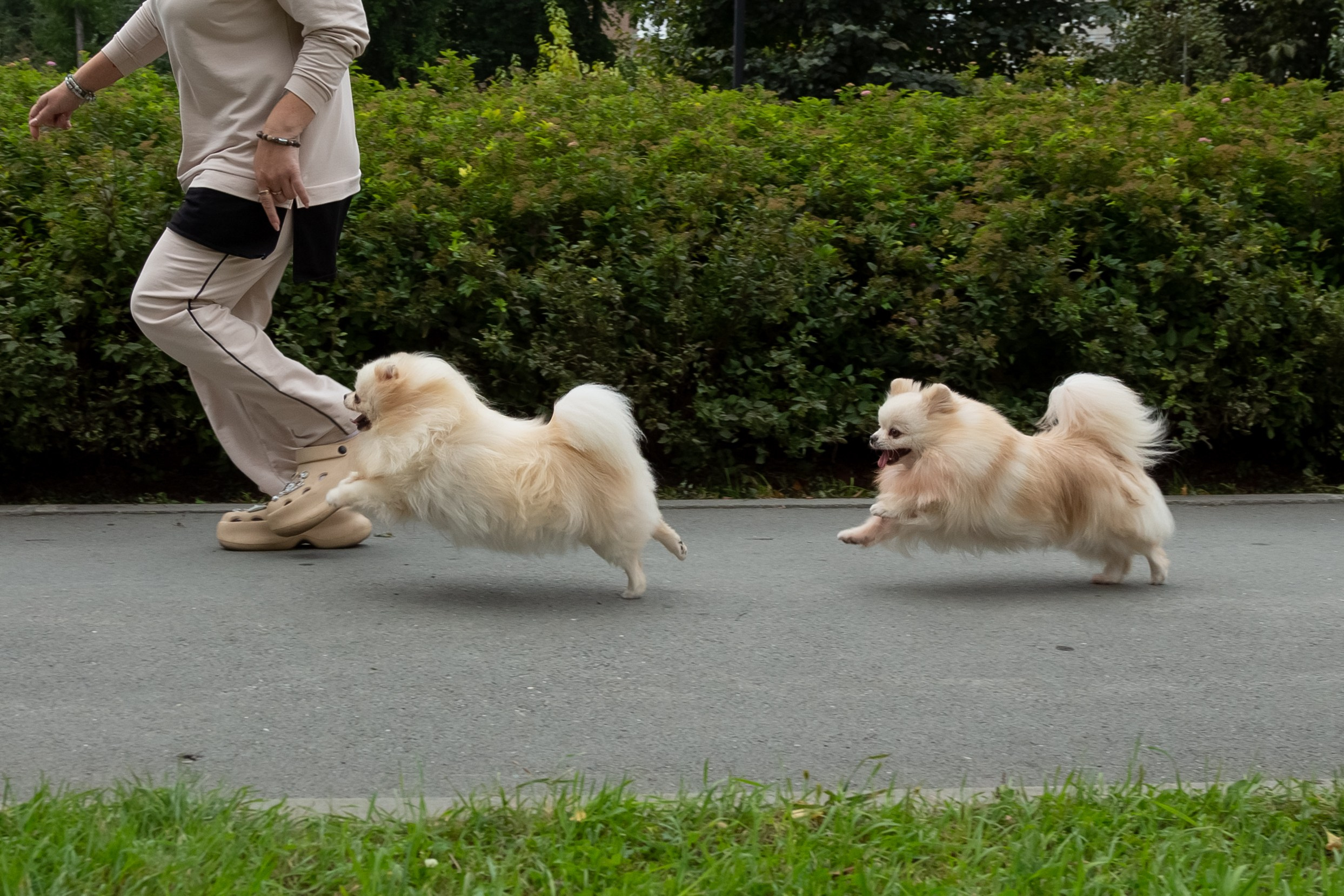Фотосессия с животными. Фотограф в Барнауле Татьяна Чурикова
