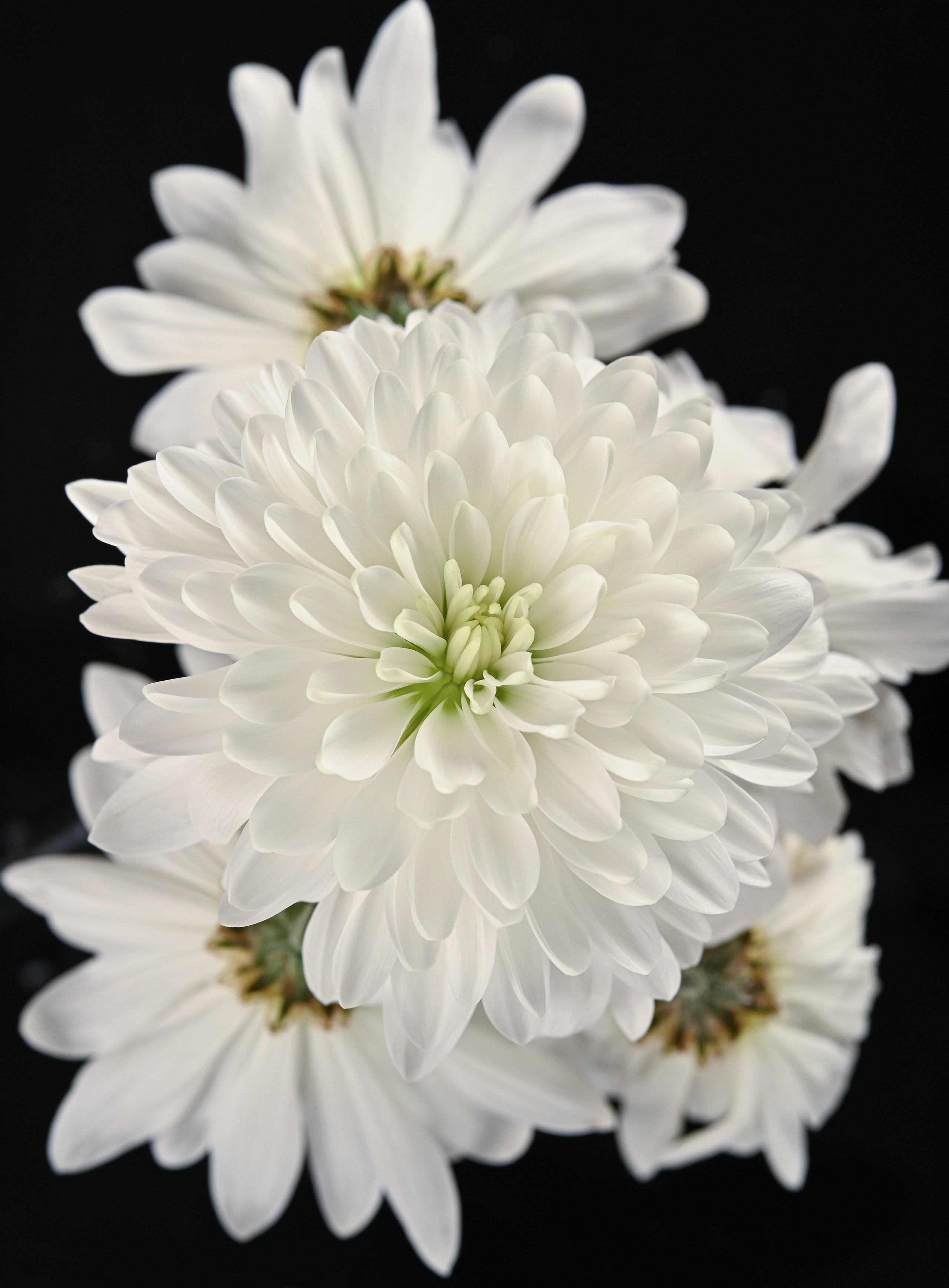 Разное. Fotolux