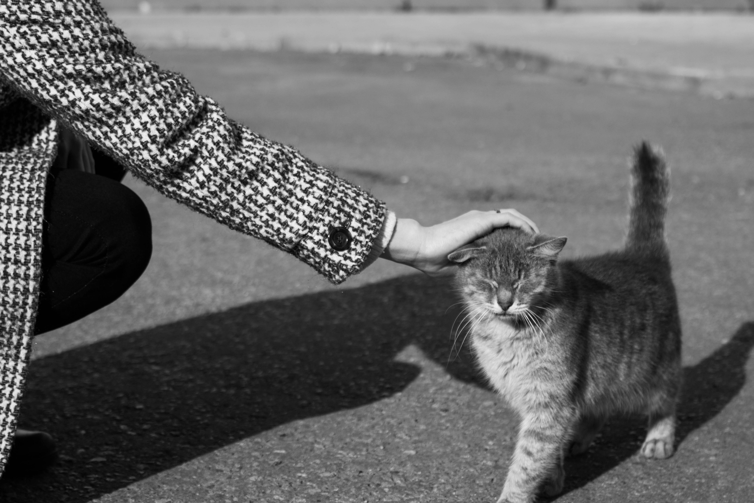 Черно-белая прогулка