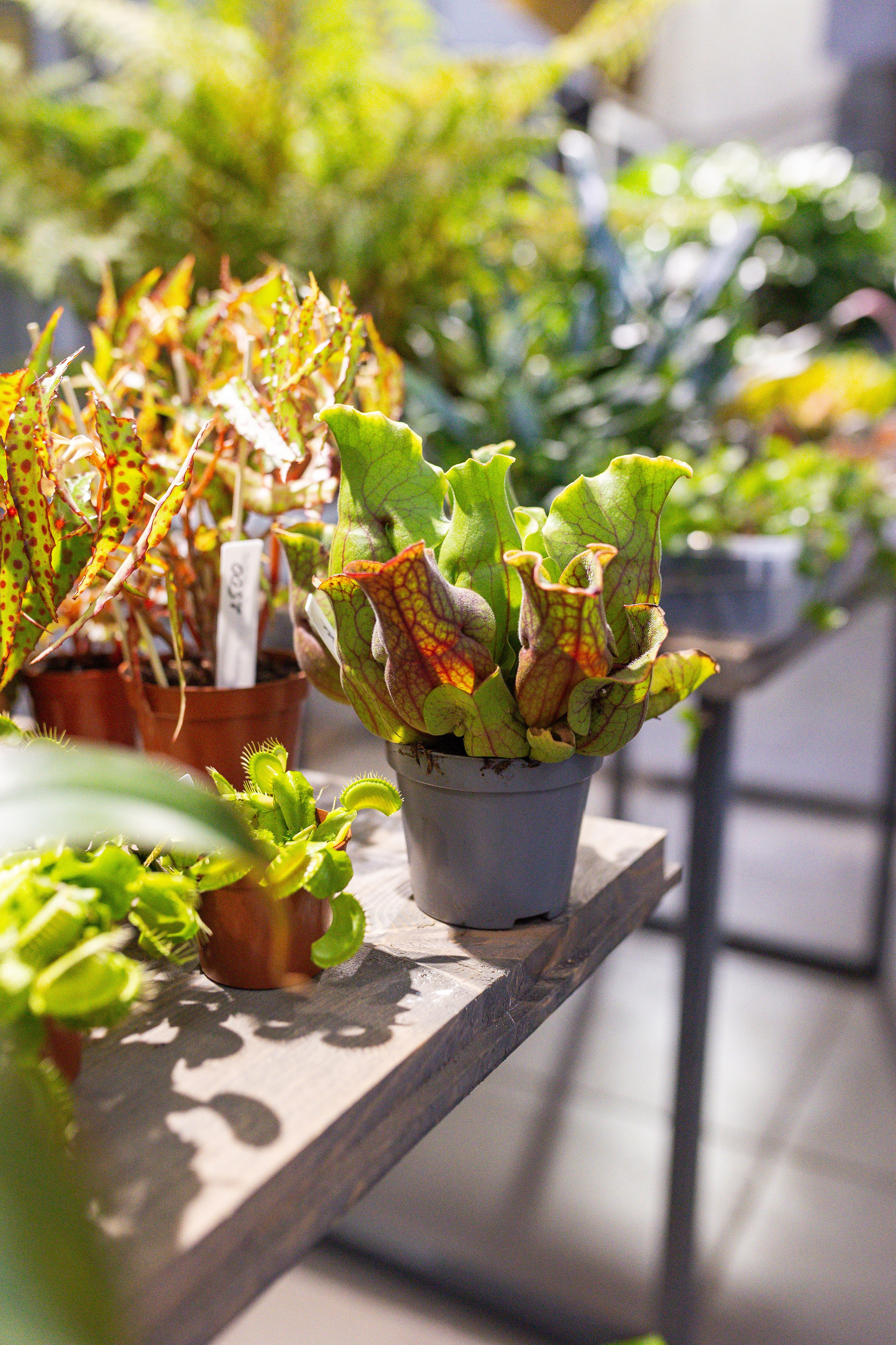 Ярмарка Green Rare 20.09.25. Александра Куликова фотограф, Москва