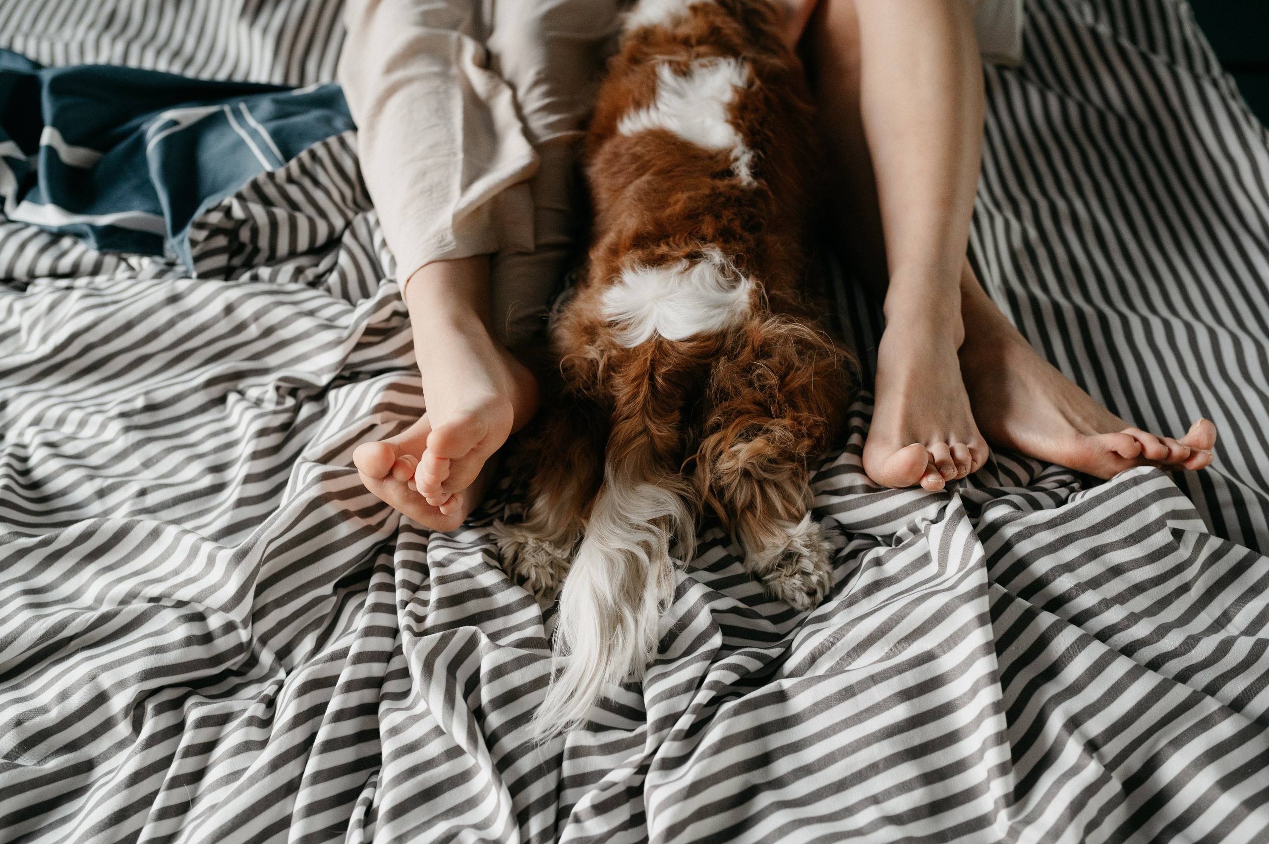 Даша, Диана, Дебби и маленькая крыска. Фотограф анималист в Москве Ольга Агушева