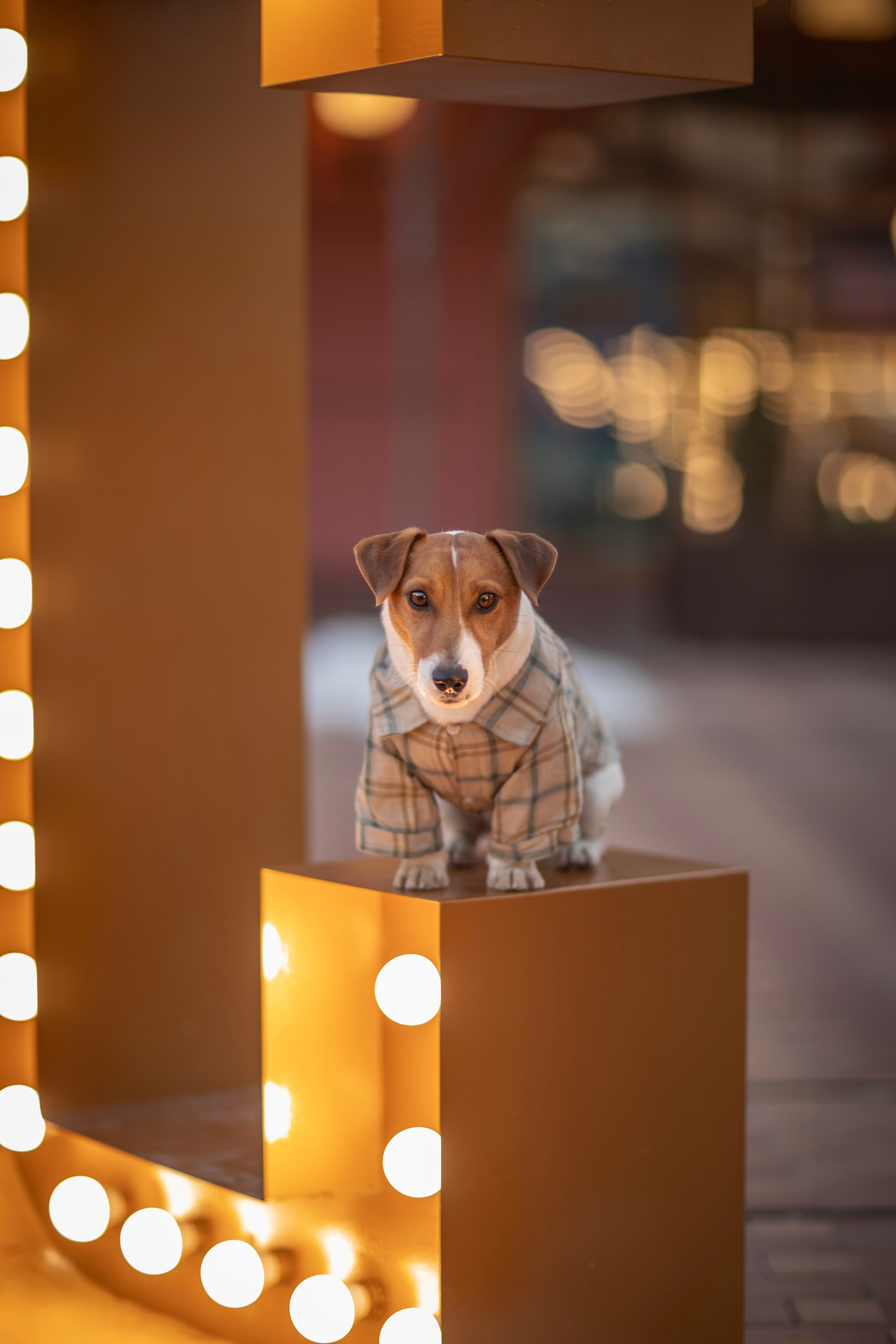 Съемки питомца. Фотограф-анималист в Москве Дорн Мелани