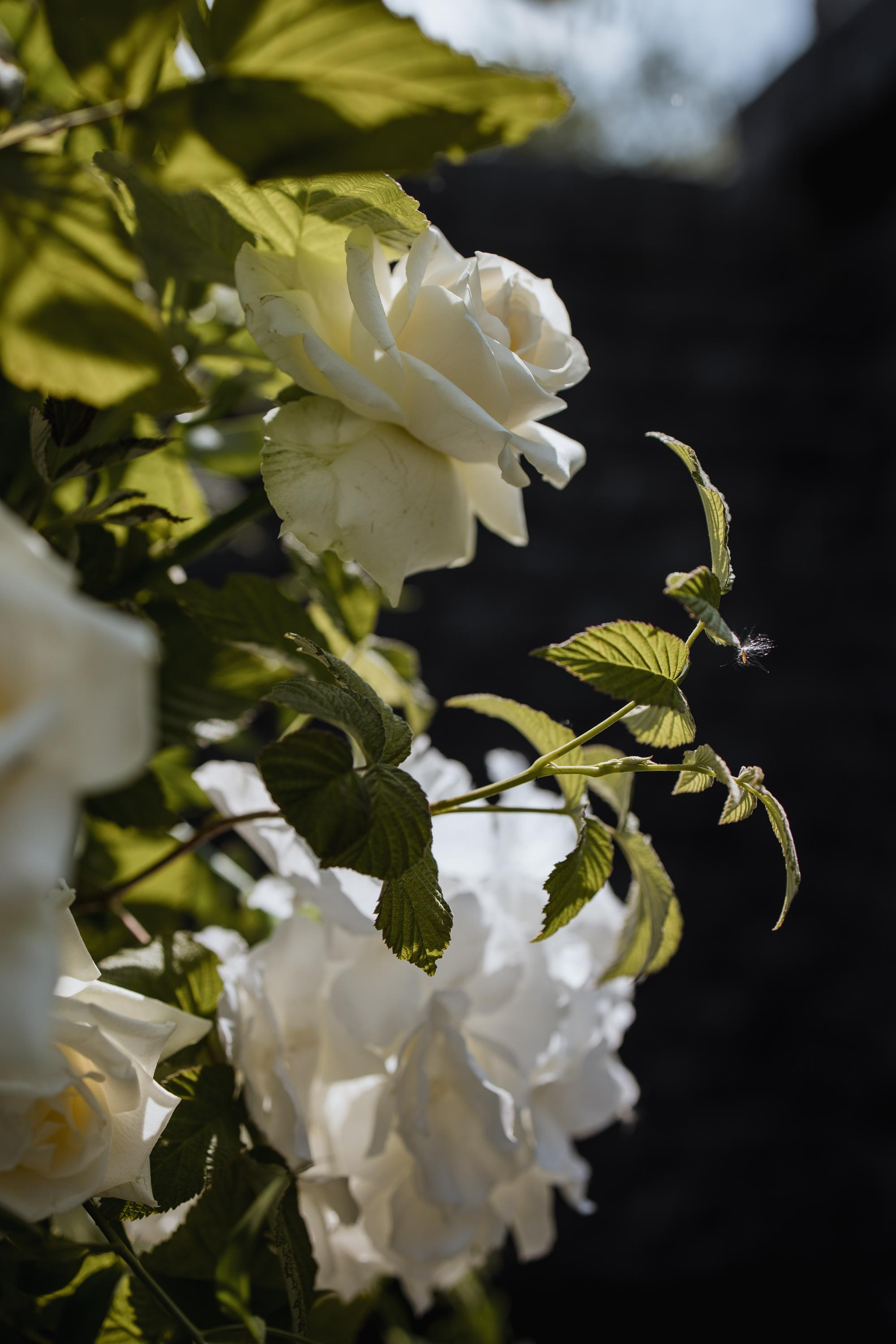 Apriori Married. Репортажный и свадебный фотограф в Москве Лена Таращенко