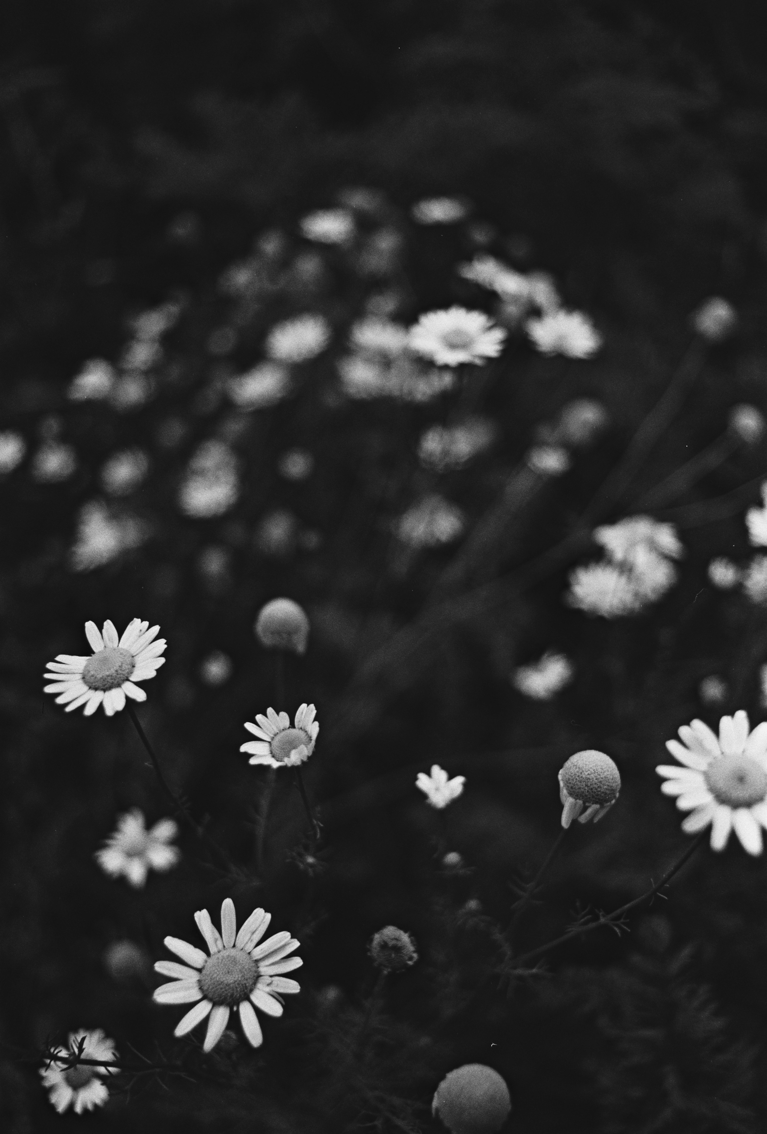 Пленочная история. Дмитрий Пропадалин, Нейрофотография