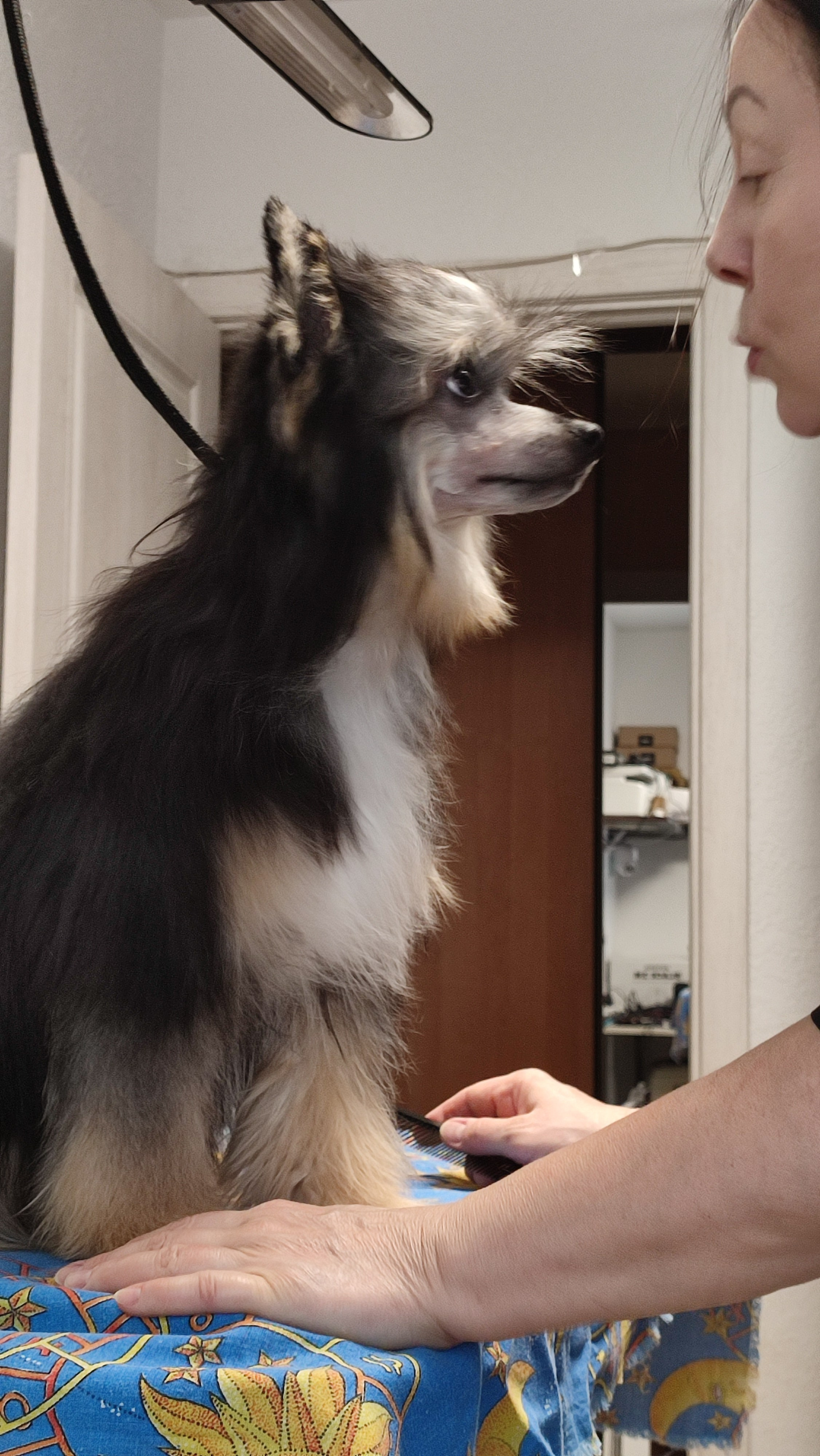 Нашей красавице Грэйсюше 7 месяцев. Питомник китайских хохлатых собак Poale Ell: купить щенка