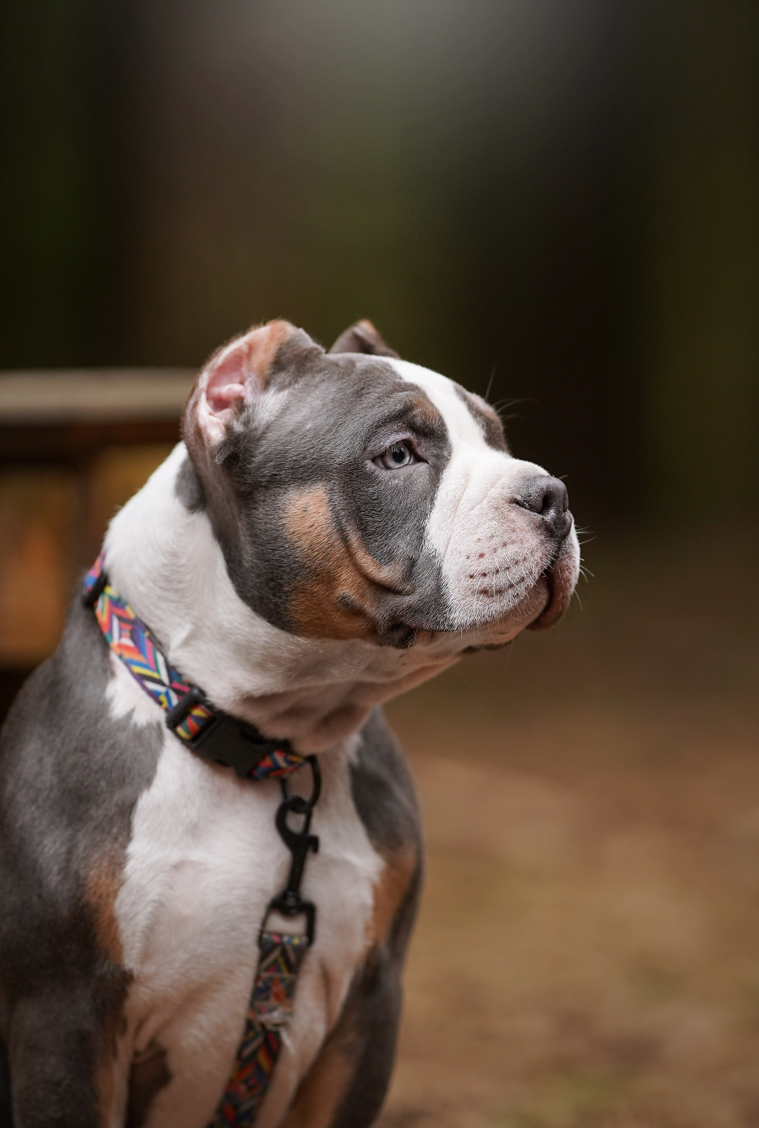 Щенки булли. Фотограф-анималист в Санкт-Петербурге Яна Мартынова