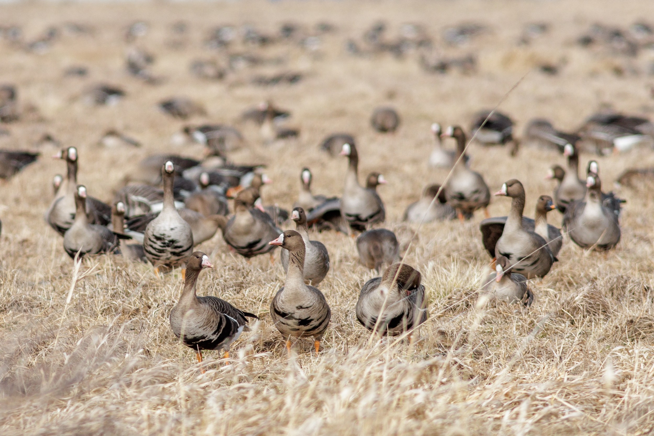 Стая белолобыйх гусей в поле
