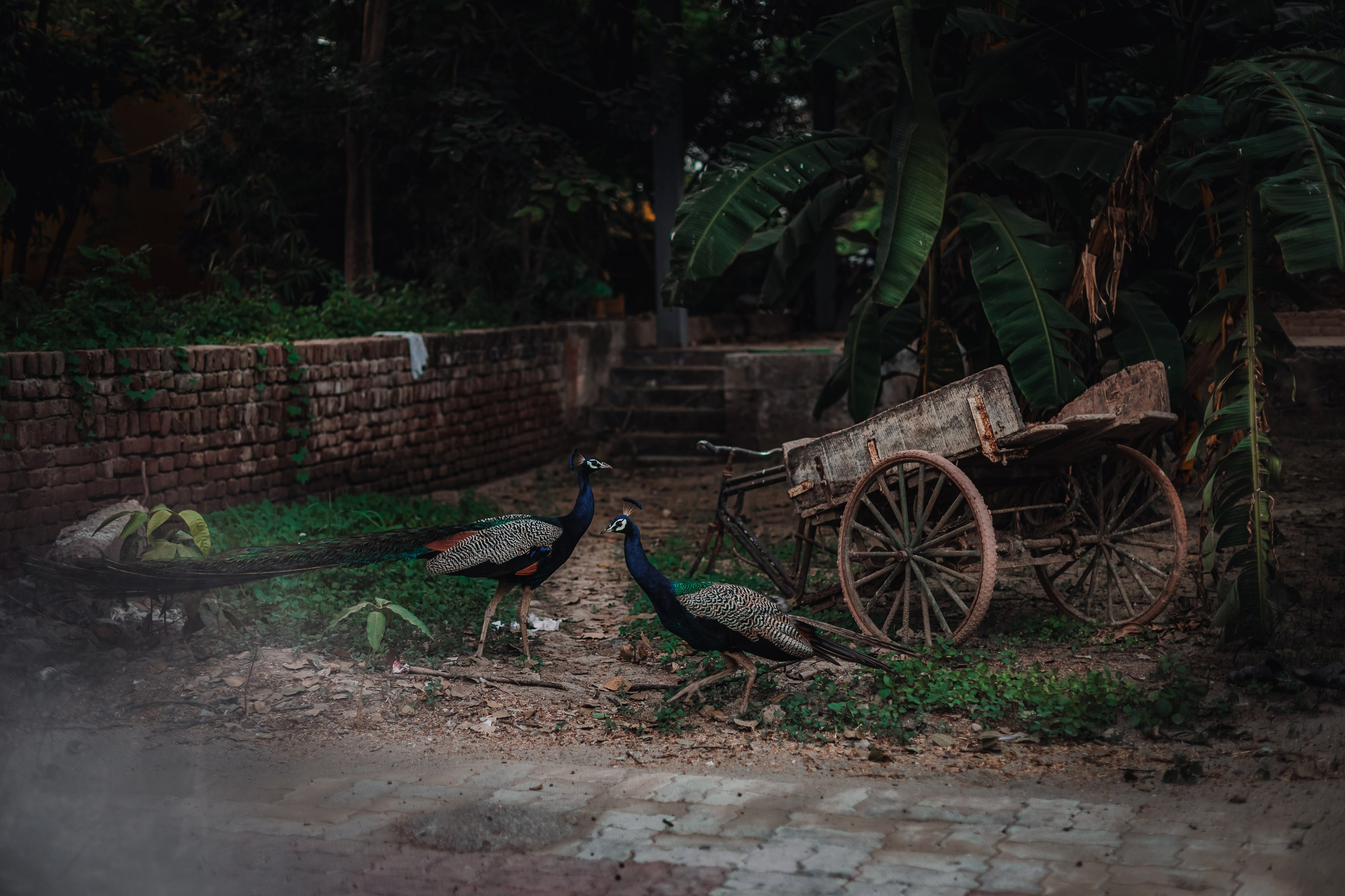 Devraha Baba Ji Ashram in Vrindavan. Мариам Багдасарян